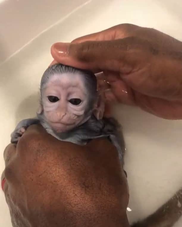animals.coのインスタグラム：「Splish splash, I was taking a bath 🐒🛁 Video by @mymojothemonkey」