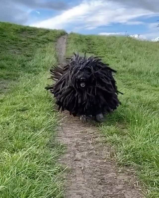 Daily The Best And Funniest Videosのインスタグラム：「The dreadlock dog is charging toward you.. He's a good dog, we promise 🖤 By @the.dreadlock.dog」
