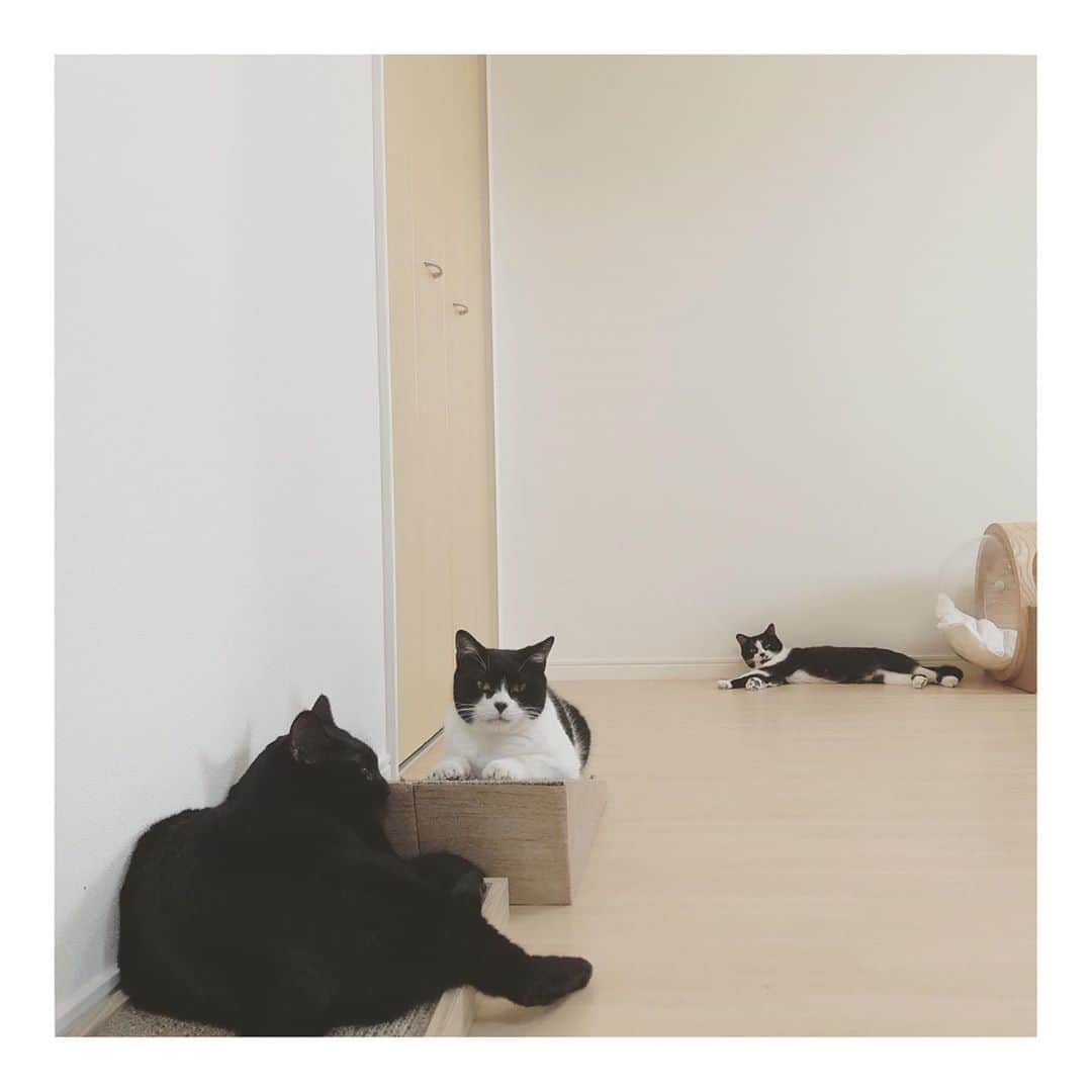 こむぎのインスタグラム：「* 出遅れましたが今日は #世界猫の日 です☺️ 預かり保護は通常1〜2匹までとしているのですが、現在5匹もの可愛い子たちがいます😂 我が家のごまちゃんを入れると6匹です〜😂 保護猫たちはみんな岐阜多頭崩壊現場の子たち✨ お口の状態が悪い子から我が家へ連れて帰り手術とその後のケアをしています。 早く本当の家族に出会えるといいねぇ😭 1〜2枚目の写真はチーム白黒😂 ごまちゃんはリーダーの風格をあらわしています😂 やはり一緒にいる時間が長くなると仲良くなって来る子たち。 チーム白黒はすっかり仲良しになってます😂 似た模様のてなちゃん、ぶどうくん本当可愛いです☺️ 3〜4枚目はそのあとやって来たキジトラしゅうくん。 最初のうち中々馴染めずにおりましたが、段々と猫にも人にも慣れてきてくれています👏 5枚目は最近やってきたキジ白のちゃちゃ。少しずつ慣れていってます😊 寝ていることが多いかな😂 6枚目のさいちゃんは先日お見合いしてトライアルが決定して一時的に我が家でお世話をしていましたが、とうとう明日トライアルへ出発です🚙 少し遠方にはなるけれど、とっても素敵なご家族なのできっとうまく行くと思います🤗 さいちゃん頑張ろうね✨ 常に猫のことばかりなので毎日が猫の日みたいな感じですが、素敵なご縁を待ってますーー🙏🏻✨ #世界猫の日 #里親募集 #里親募集中 #岐阜多頭崩壊レスキュー #遠方要相談」
