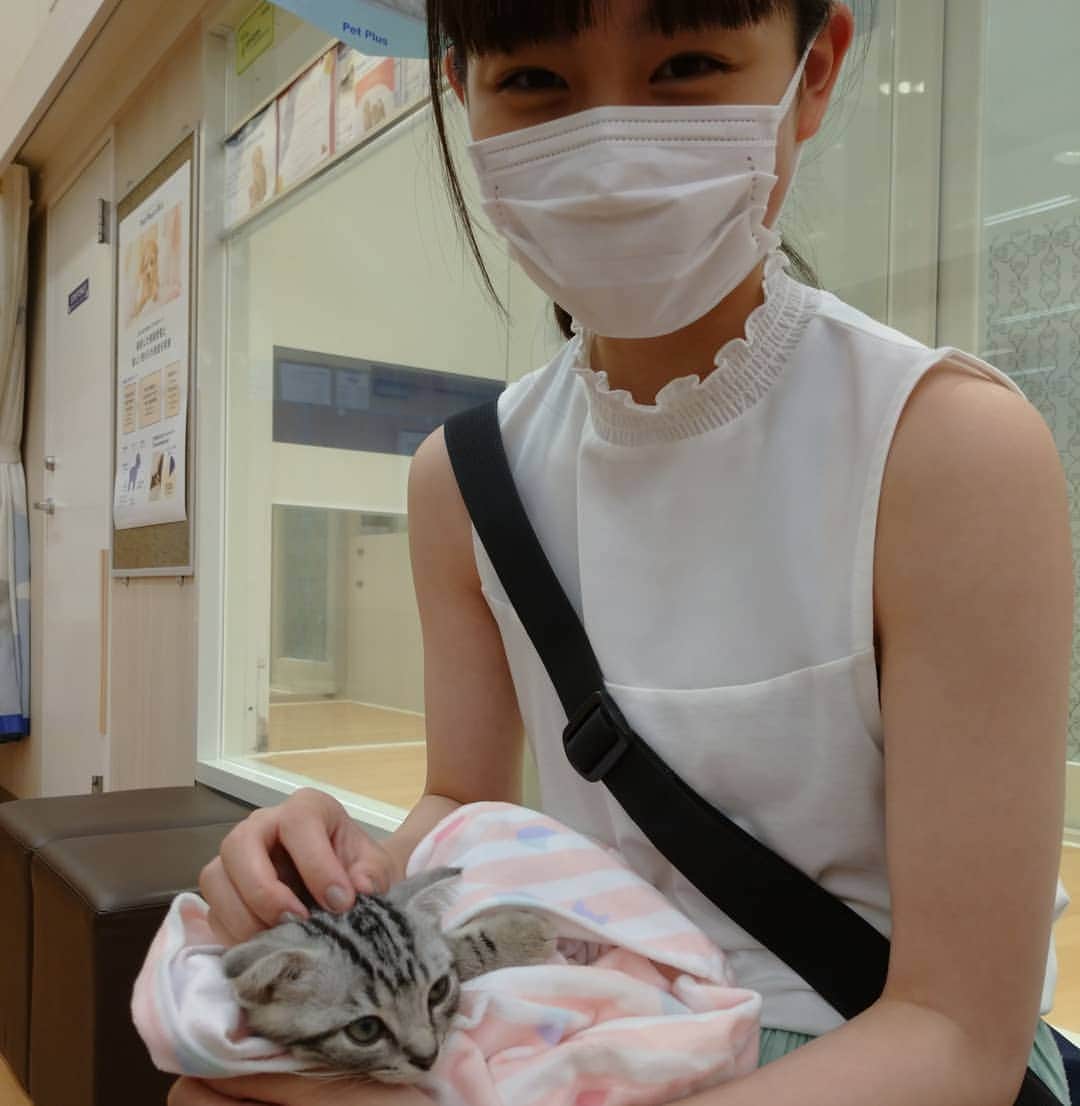 丸本凛のインスタグラム：「ペットショップでスコティッシュフォールド見てたら、店員さんが抱っこさせてくれました😂😍 そのあと、道端でも人懐っこい猫ちゃんに会いました😻  #スコティッシュフォールド #ねこ #kitten」