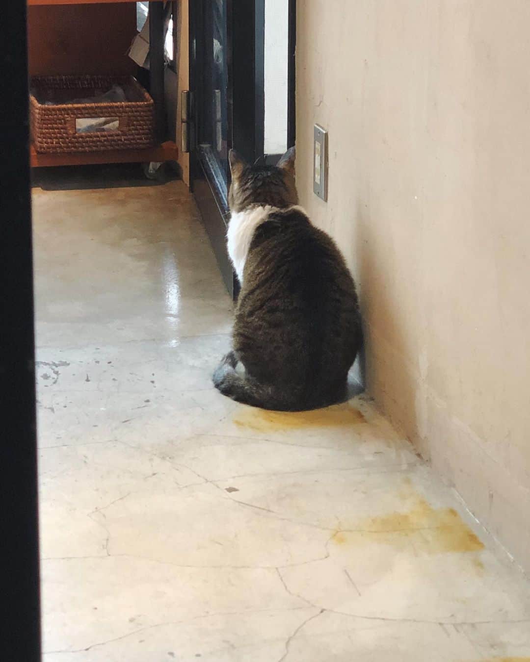 佐藤史果のインスタグラム：「🚪🐈💭 ・ ・ しもちゃんに可愛くしてもらっている間💈💇🏻‍♀️✨ ひたすら可愛い後ろ姿を眺めていました。💓 ・ ・ なにを考えているのかねぇ。🐱♡ しもちゃん、いつもありがとうございます。🥰❣️ @chieko_shimohira」