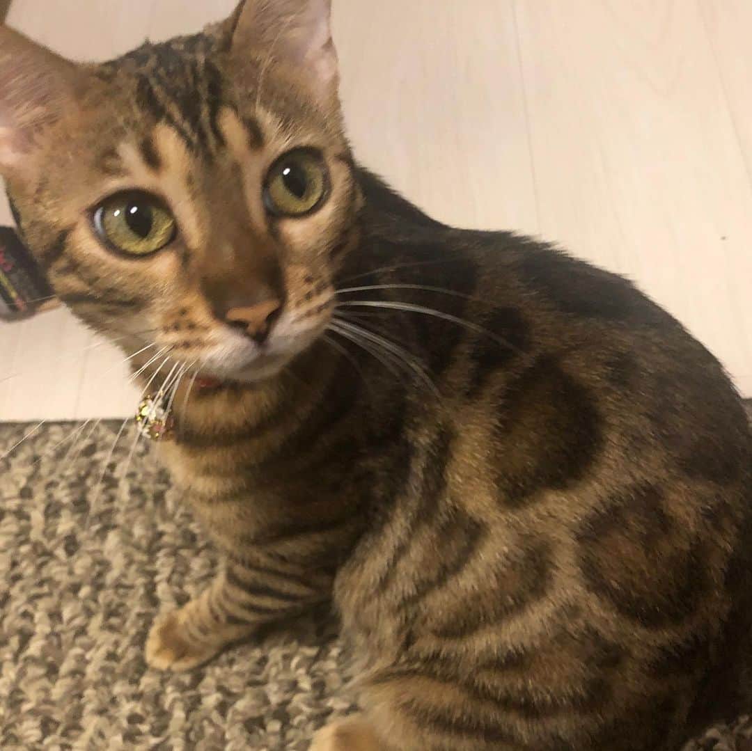 前田佳代乃のインスタグラム：「今日は#世界猫の日　🐈 って教えてもらったので最近のルナです。 おっきくなりましたー！ #ベンガル #Bengalcat」