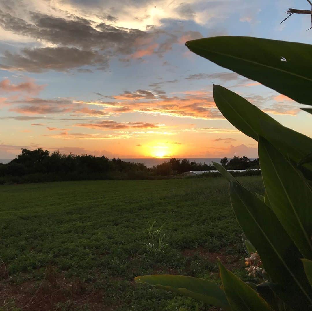 MOOMINさんのインスタグラム写真 - (MOOMINInstagram)「月桃パトロールからの いつものビーチ 今日も夕陽が美しかった♪ 明日は雨みたいだけど それはそれでやる事いっぱいw  #沖縄 #月桃 #夕陽」8月8日 20時34分 - singermoomin
