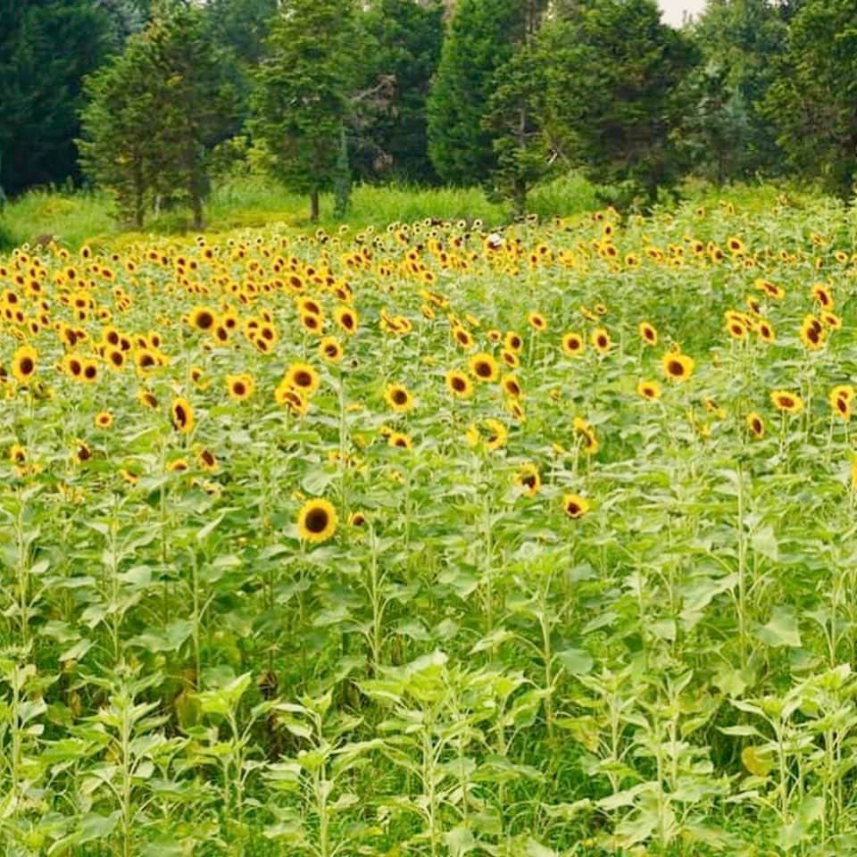 小嶋晶子さんのインスタグラム写真 - (小嶋晶子Instagram)「A field of sunflowers🌻 #奈良県立馬見丘陵公園 #ひまわり畑 #ひまわり#sunflower #sunflowers #nara #japan #🌻」8月8日 20時39分 - kojimamajiko