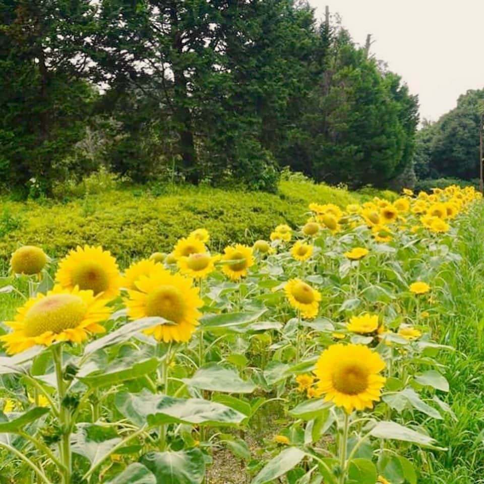 小嶋晶子のインスタグラム：「A field of sunflowers🌻 #奈良県立馬見丘陵公園 #ひまわり畑 #ひまわり#sunflower #sunflowers #nara #japan #🌻」