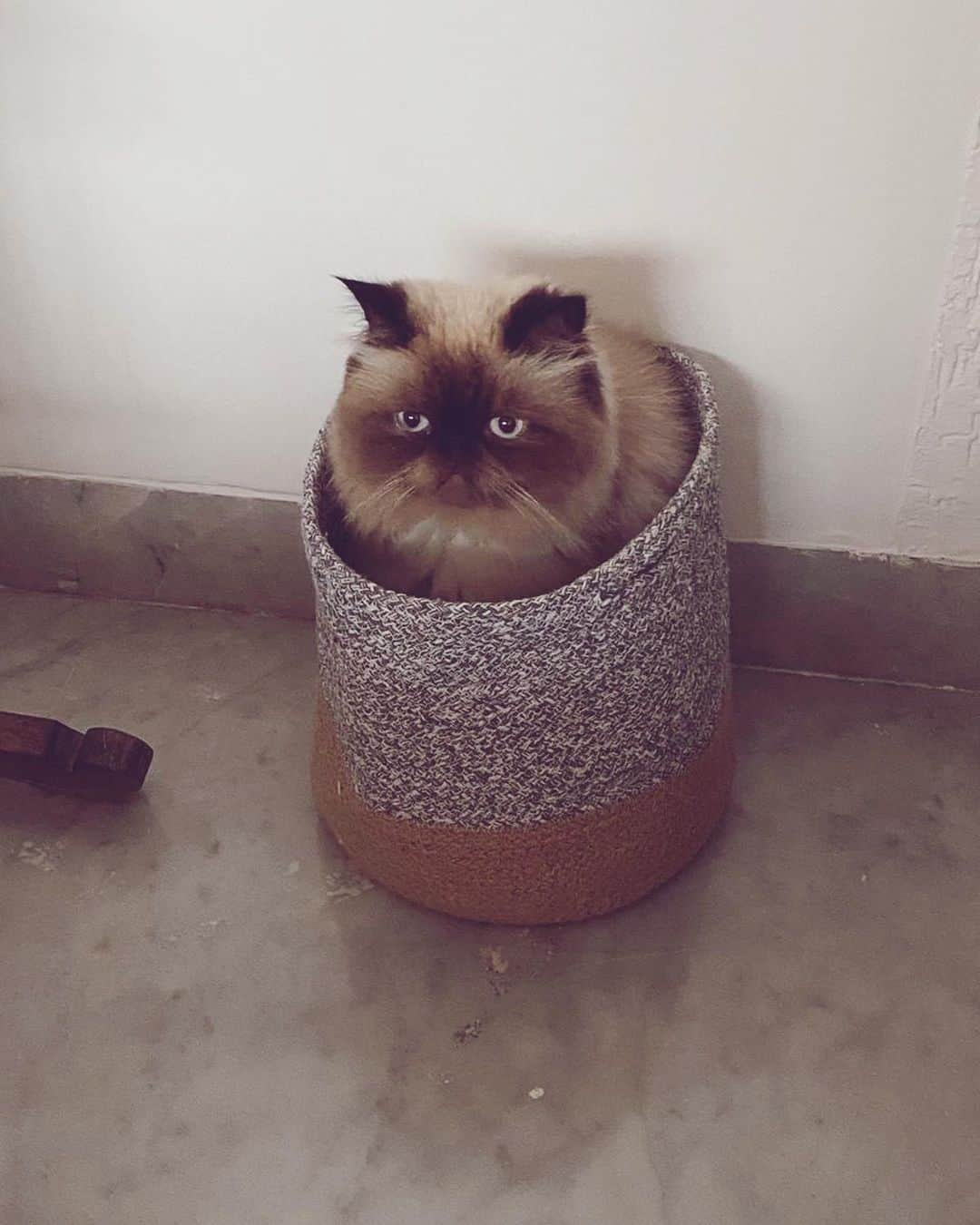 Jacqueline Fernandezさんのインスタグラム写真 - (Jacqueline FernandezInstagram)「Happy World Cat day #meow」8月8日 20時42分 - jacquelienefernandez