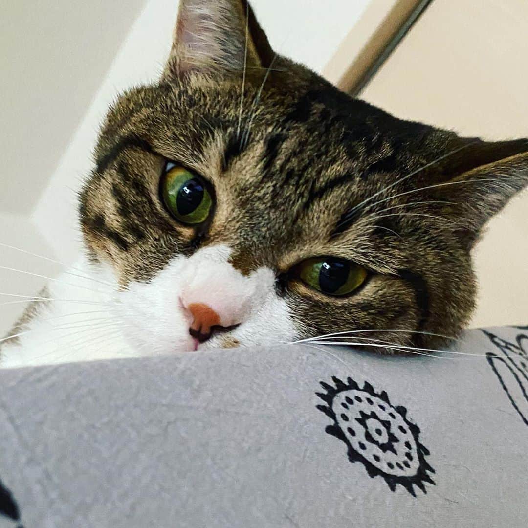 野本かりあのインスタグラム：「今日は世界猫の日なのね。 知らニャンだ🐈 猫だけじゃなくて、生き物全てが幸せであるよう、祈ります。 #世界猫の日　#lukarly」