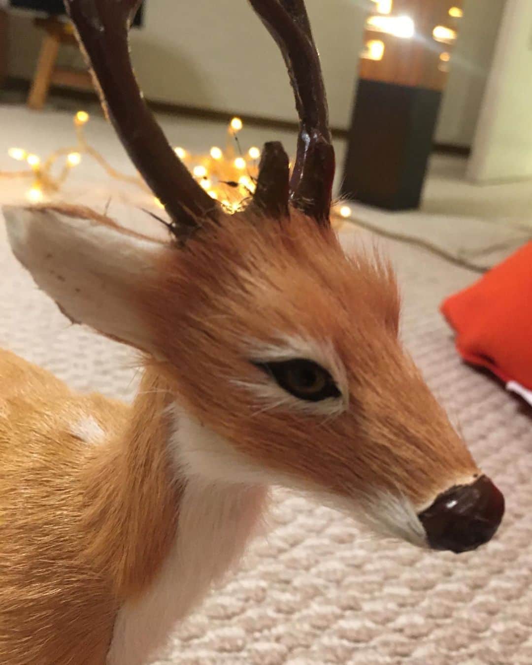 水谷千重子さんのインスタグラム写真 - (水谷千重子Instagram)「ウチの鹿です😌😌 可愛い顔でしょ？ #鹿 #神の使い #バンビ #ヨギボーうつり #電飾置く」8月8日 20時44分 - mizutanichieko