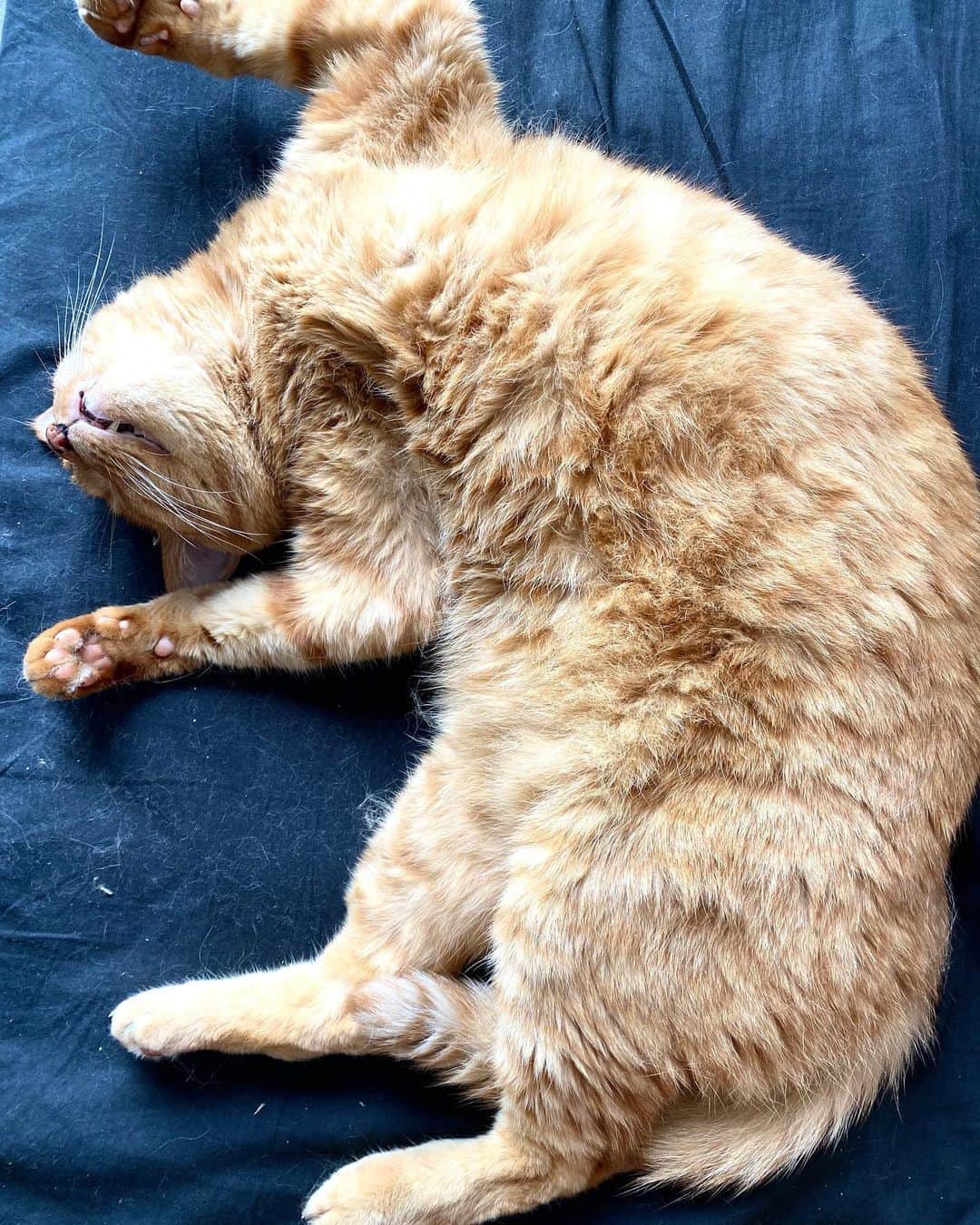 Shinnosukeさんのインスタグラム写真 - (ShinnosukeInstagram)「世界猫の日らしいので一応。 今朝こんな格好で寝てたんだけど…アジの開きか。  #cat #猫 #worldcatday #熟睡」8月8日 20時51分 - shinscapade