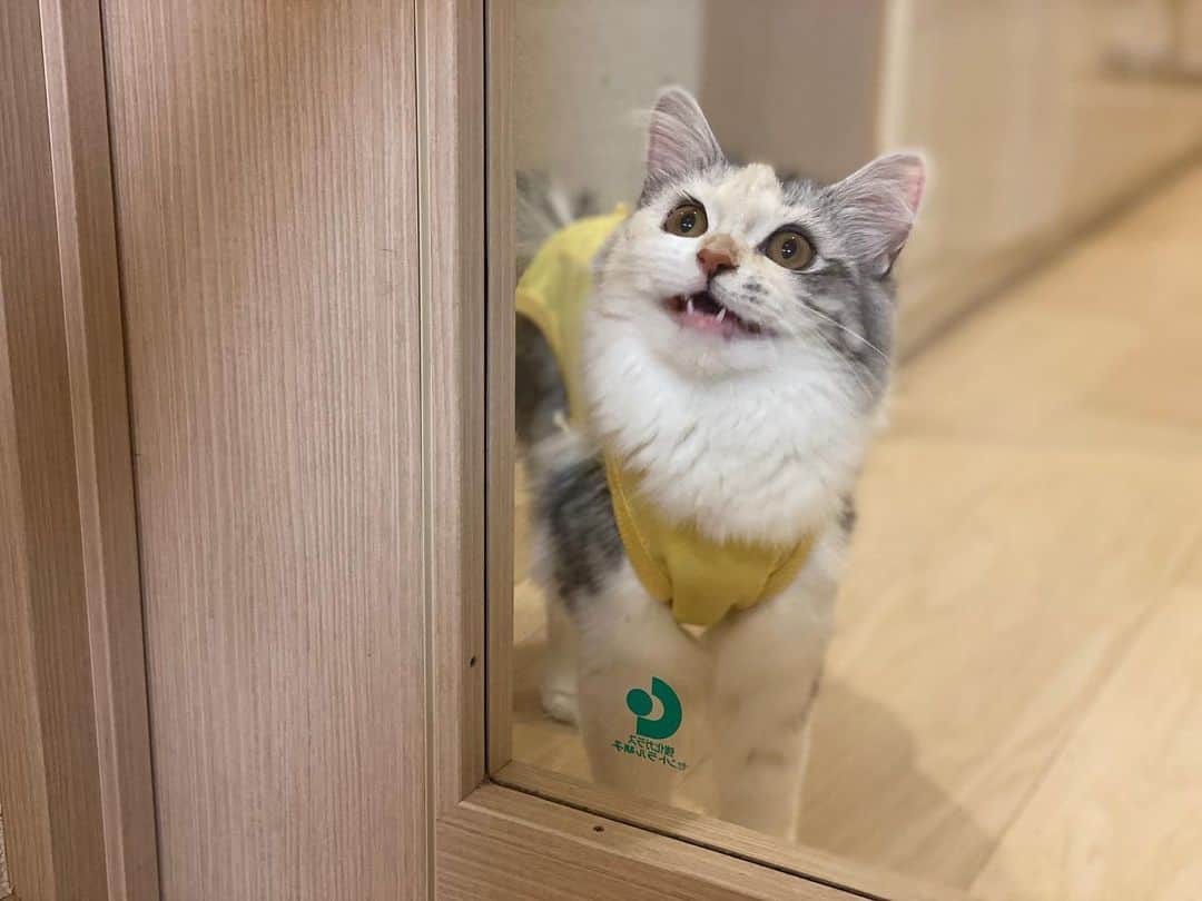 桜咲千依のインスタグラム：「可愛いお顔撮れた❤  ようやく抜糸できました( *´꒳`* ) ほたちゃん頑張ったねー！ あと3.4日はお洋服脱げないみたいだけど、嫌がらなくてよかった🐈✨  #猫 #マンチカン #ほたて」