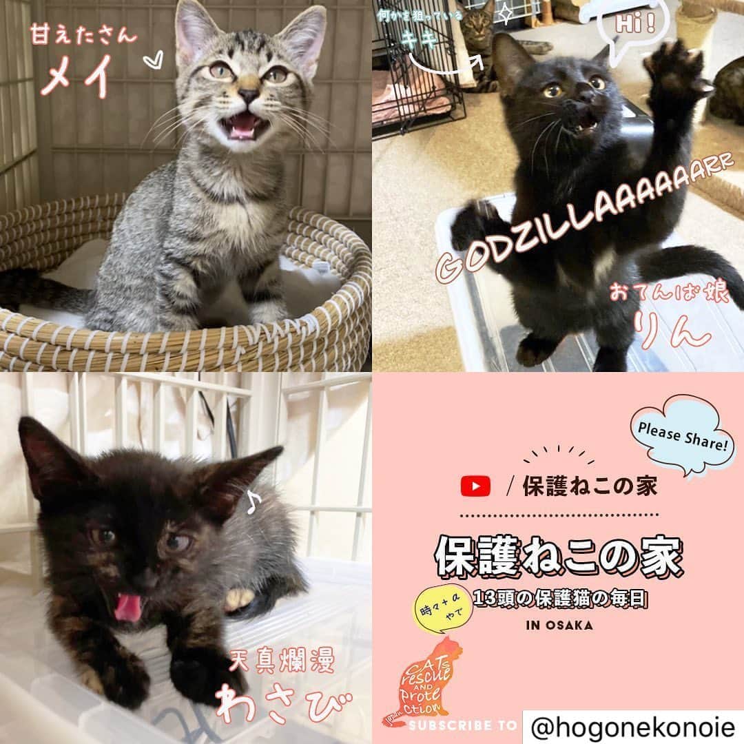 亜生さんのインスタグラム写真 - (亜生Instagram)「僕の友達が大阪でこんな活動してます！ みなさん是非覗いてみてください！ 新しい家族見つかります！！  YouTubeライブ配信は➡️ @hogonekonoie  私たちはでTNR活動と親猫とはぐれたりケガや病気で 1人で生きていけない猫たちを保護して譲渡会等で里親探しをしています。  保護猫たちのフード、医療費等を捻出するために猫たちを保護している部屋をYouTubeで24時間ライブ配信しています  Japanese protection cat live stream subscribe to our channel.  YouTubeでチャンネル登録支援をよろしくお願い致します！ https://bit.ly/31UpbrR  ✅インスタグラム https://www.instagram.com/hogonekonoie/?hl=ja  ✅ツイッター　 https://twitter.com/hogonekonoie  ✅保護ねこの家SHOP（保護部屋にゃんずたちの画像無料ダウンロード有り、他ペットグッズの販売） https://cocoheart.shop/  ✅保護ねこの家ブログ https://ameblo.jp/roba43/  ✅LINEスタンプ スタンプ名：保護ねこの家スタンプ①　 制作者：ボランティアのポ.さん https://store.line.me/stickershop/product/5228133/ja    #猫 #ねこ部  #野良猫 #子猫 #保護猫を家族に #保護猫と暮らす #猫との暮らし #猫と暮らす #猫との生活 #猫のいる生活 #ねこら部 #ねこすたぐらむ #ねこ好き #のらねこ部 #ペコねこ部 #ふわもこ部 #ねこもふ団、 #ネコ #cat #instagramcats #ilovemycat #catstagram #instacat #meow #pet #petstagram #cutepets #meow」8月8日 21時13分 - aseihurricane