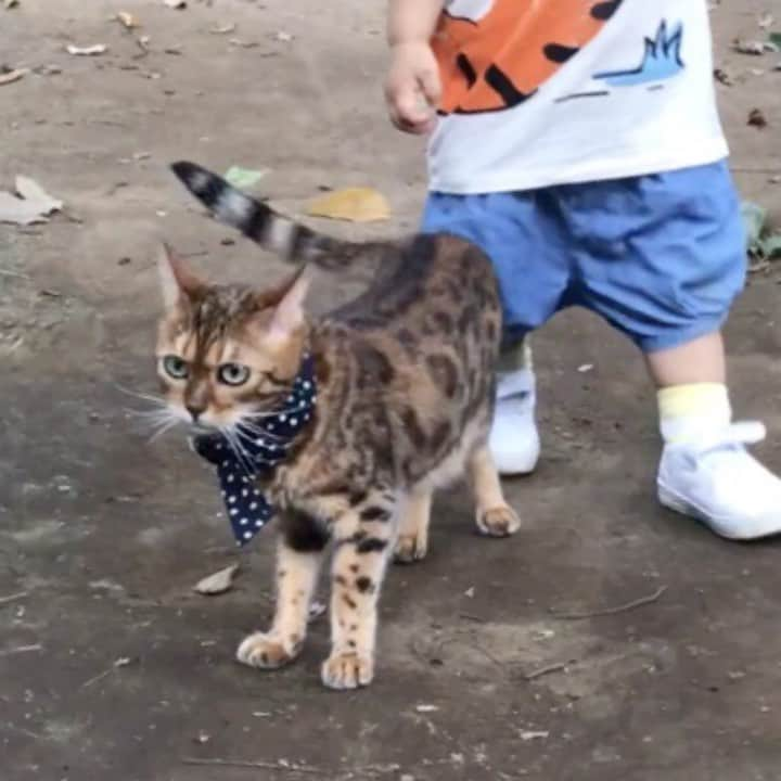 なつこのインスタグラム：「なつこさんおいでおいで👶😸🐾 ・  #なつこ #なっちゃん #なつこさん  #ペコねこ部 #みんねこ #ねこら部 #picneko #猫と暮らす #猫のいる暮らし #instacat #catstagram #catlife #catlover #catoftheday #ilovecat #topcatphoto #catsofinstagram #bestmeow #ねこ部 #ふわもこ部 #にゃんだふるらいふ #にゃんすたぐらむ #ねこすたぐらむ #子供と猫 #猫と子供 #hikingcat #AdventureCats #猫動画 #catvideo #catmovie」