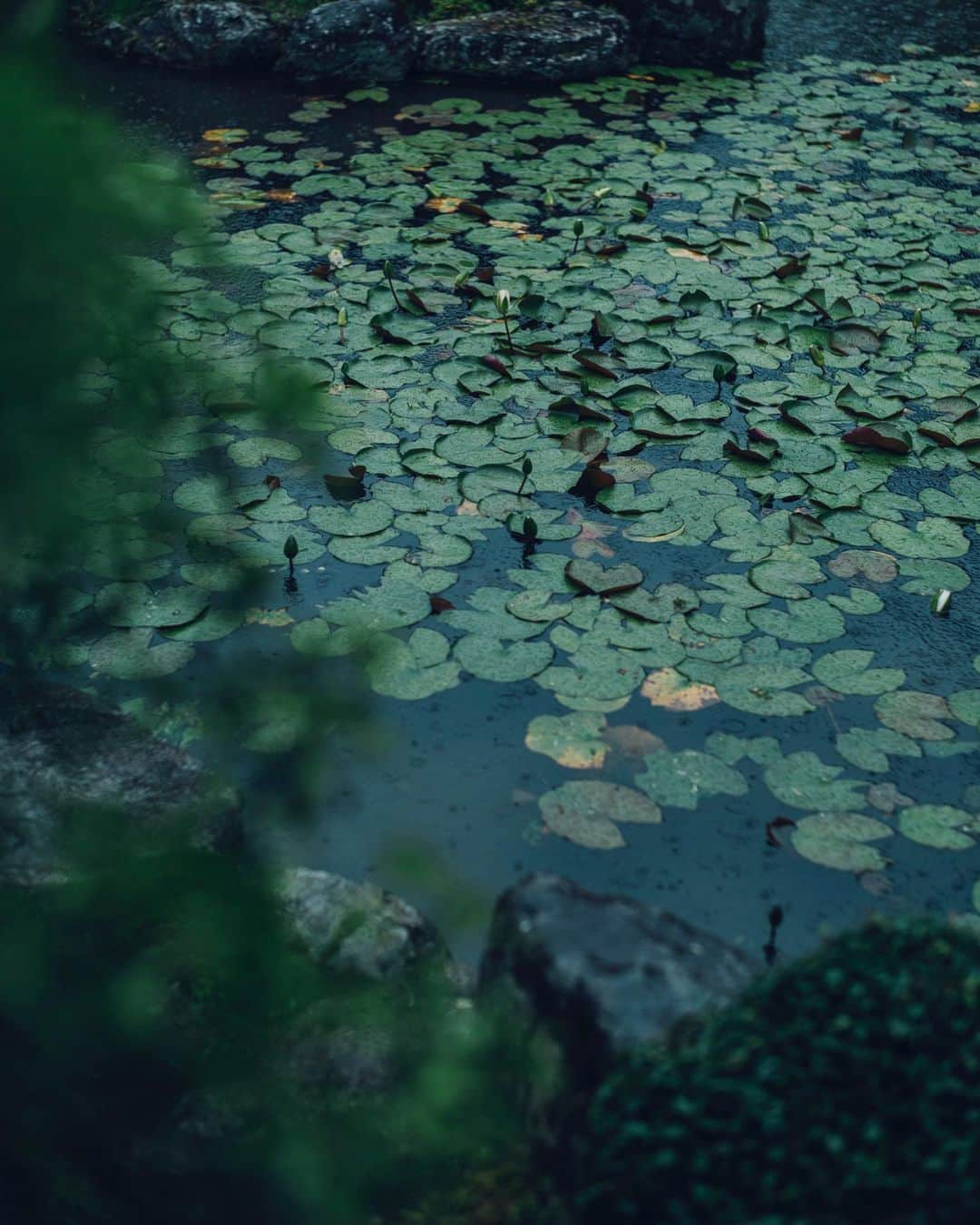 清水寺さんのインスタグラム写真 - (清水寺Instagram)「Jojuin garden  成就院」8月8日 21時22分 - feel_kiyomizudera