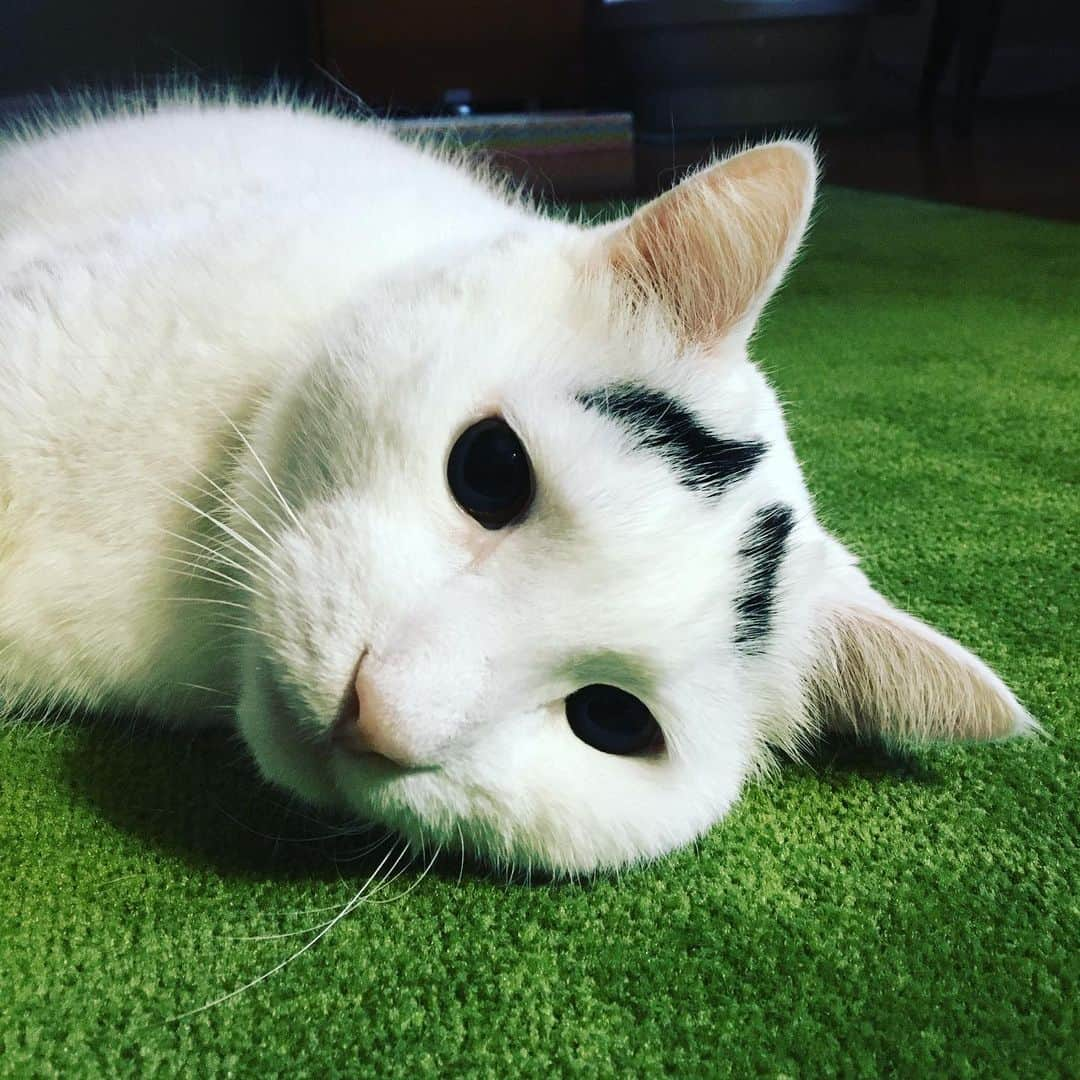 Samさんのインスタグラム写真 - (SamInstagram)「Pretty sure every day is #InternationalCatDay」8月8日 21時28分 - samhaseyebrows