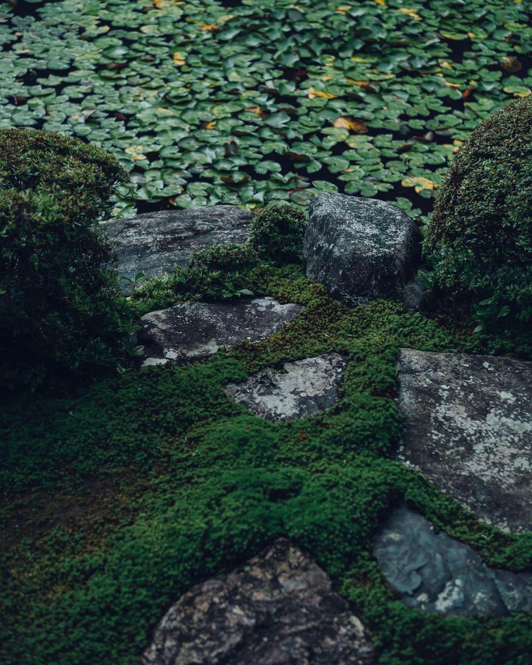 清水寺さんのインスタグラム写真 - (清水寺Instagram)「Jojuin garden  成就院」8月8日 21時29分 - feel_kiyomizudera