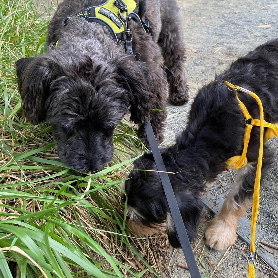 髙藤直寿さんのインスタグラム写真 - (髙藤直寿Instagram)「リオも炭治郎もお散歩好き🐕  最近は暑すぎてリオがバテ気味😩  #シュナウザー　#キャバリア　#シュナキャバ　#しゅなすたぐらむ  #いぬのいる暮らし」8月8日 21時38分 - takato_official