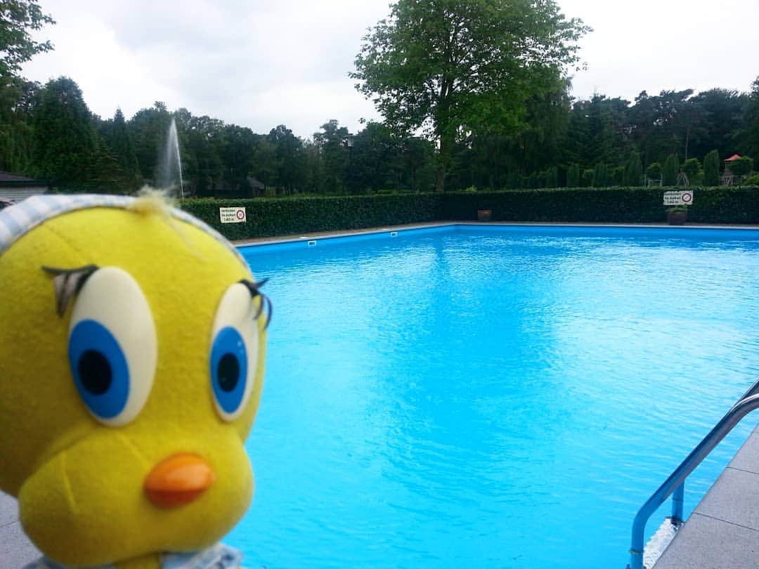 Little Yellow Birdさんのインスタグラム写真 - (Little Yellow BirdInstagram)「I'm at the outdoor pool of the Ocean View Hotel & Spa! Very nice!! Let's dive in! #cookieislandsummer2020 #cookieislandfun #cookieisland2020 #littleyellowbird #tweety #tweetykweelapis #adventures #yellow #bird #weekend #saturday #holidays #pool #pooltime #zwembad #fun #sun #bluewater  #stuffedanimalsofinstagram #plushiesofinstagram」8月8日 21時52分 - tweetykweelapis