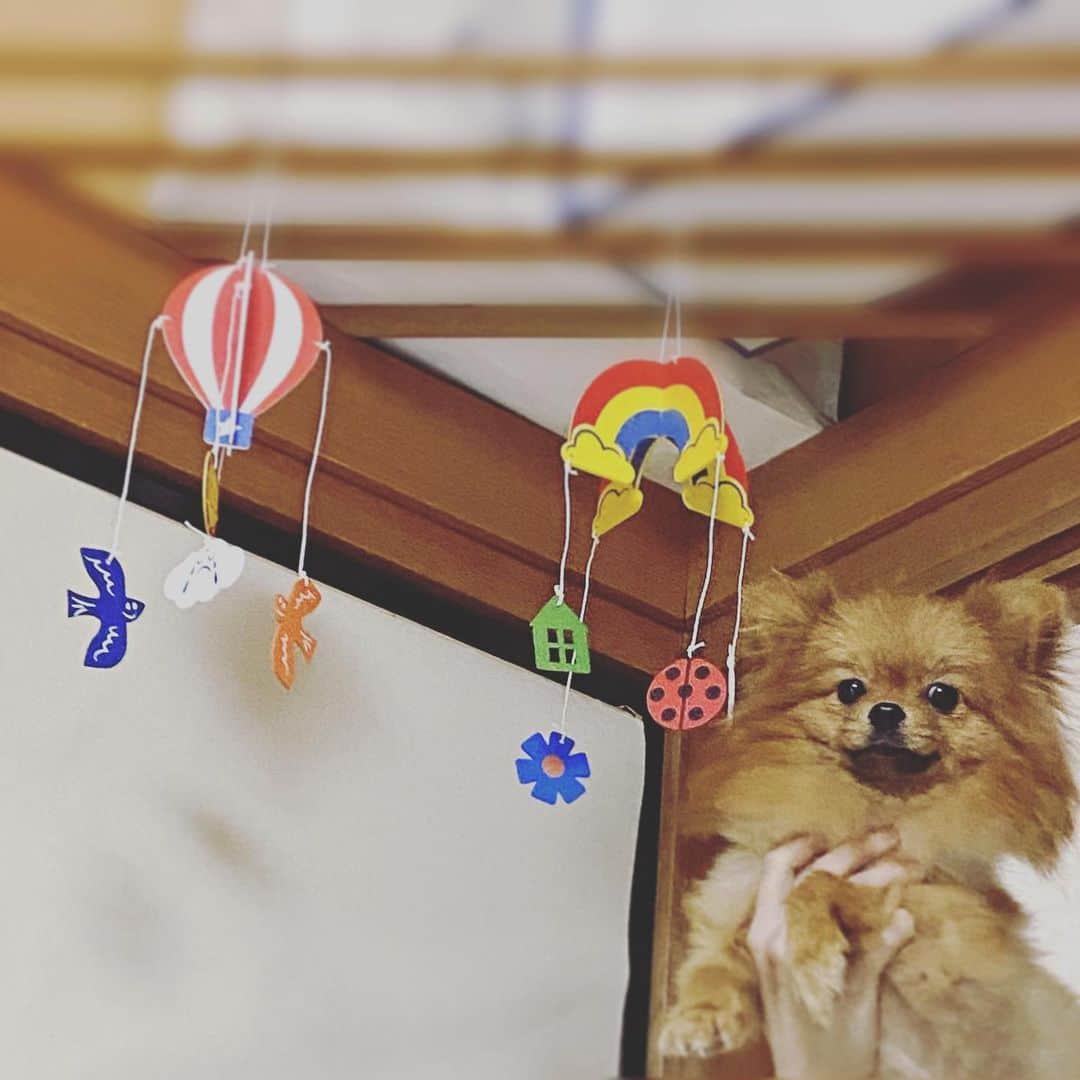 のインスタグラム：「甥っ子、早く会いたいな👶出ておいで〜  #1日1ポンちゃん #ポメラニアン #犬 #いぬ #いぬすたぐらむ #dog #dogstagram #ポメ #ポメラニアン大好き #ポメラニアンが世界一可愛い」