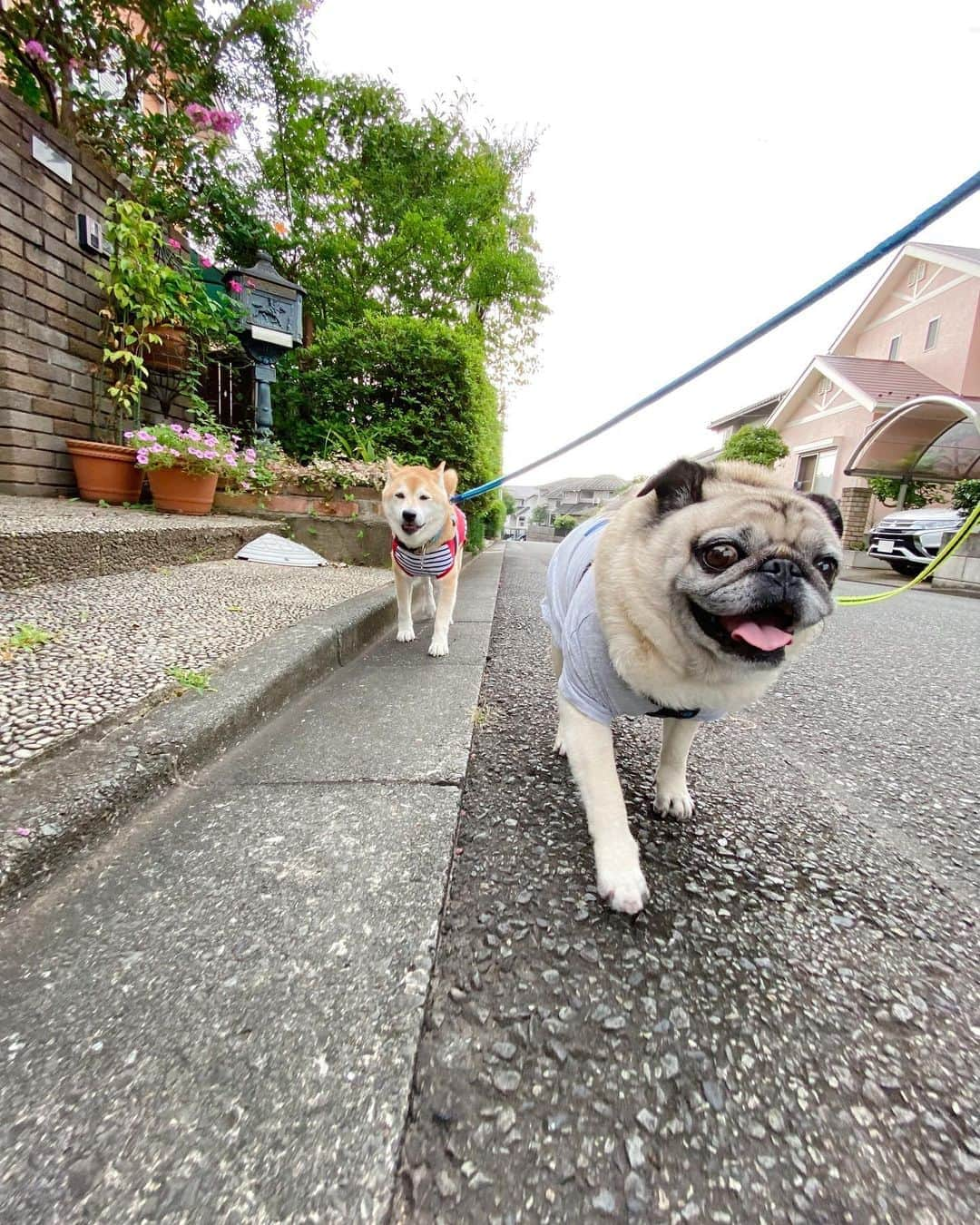 T&P Brothersさんのインスタグラム写真 - (T&P BrothersInstagram)「朝からルンルンだったトラポム🐕🐖 それなのに日が陰っていて曇り空☁️ ②こんな青空だったらなーと現実逃避😂  #shiba #pug #pugstagram #dog #柴 #柴犬 #パグ #tora #pom #トラ #ポム #柴パグ #시바 #퍼그 #泥料 #巴哥」8月8日 22時26分 - tora_pom_happylife