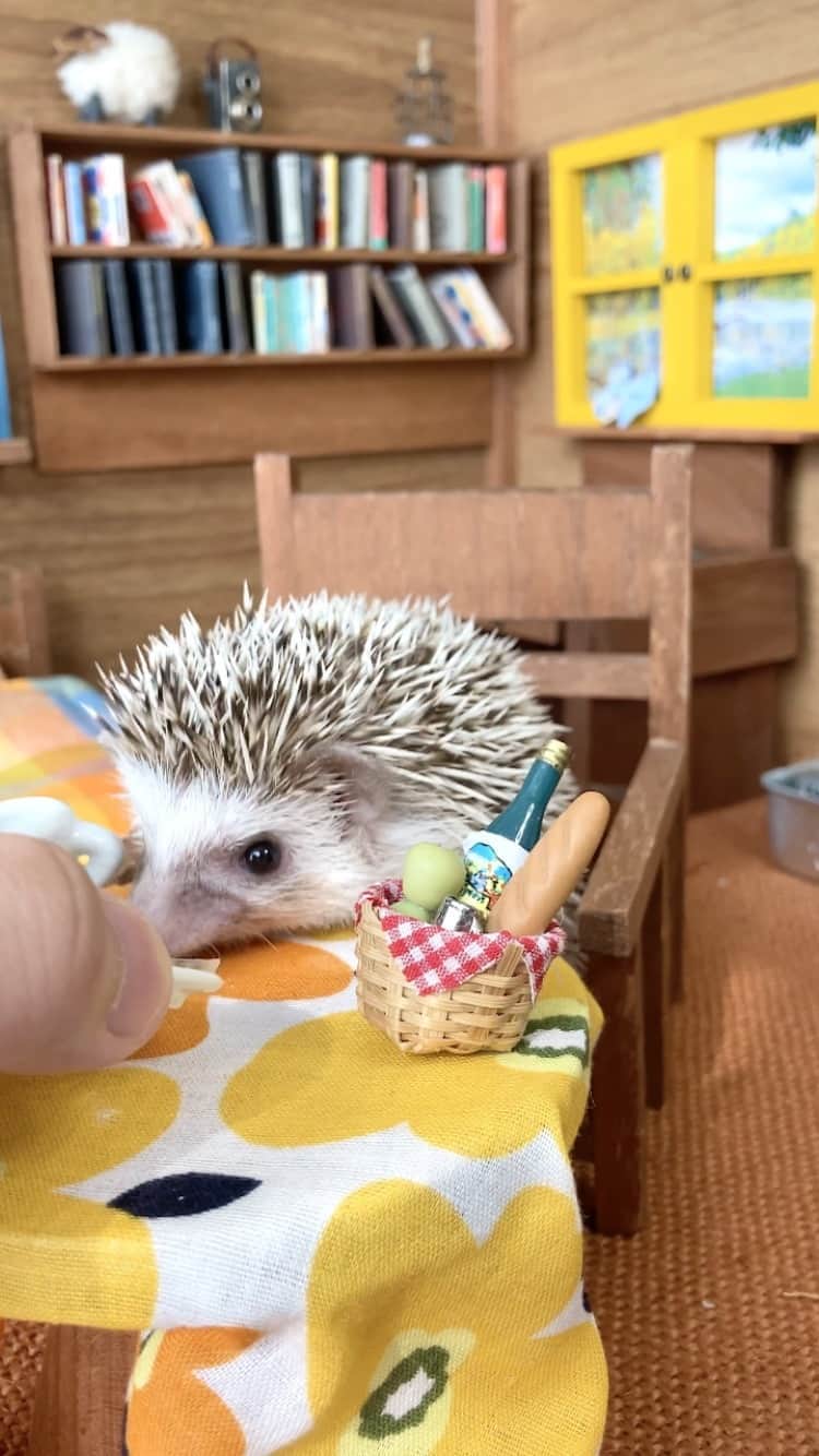 ダーシーのインスタグラム：「The chef doesn’t feel like cooking😂 ・ ・ ・ ・ ・ #hedgehog#weeklyfluff#dailyfluff#hedgehogsofinstagram#hedgehoglove #buzzfeedanimals #cuteanimals#lovelypet#ハリネズミ#riccio #erizo#はりねずみ#kawaii#9gag#9gagcute#ハリネズミのいる暮らし#petoftheday#buzzfeedpets#worldofcutepets#igel」