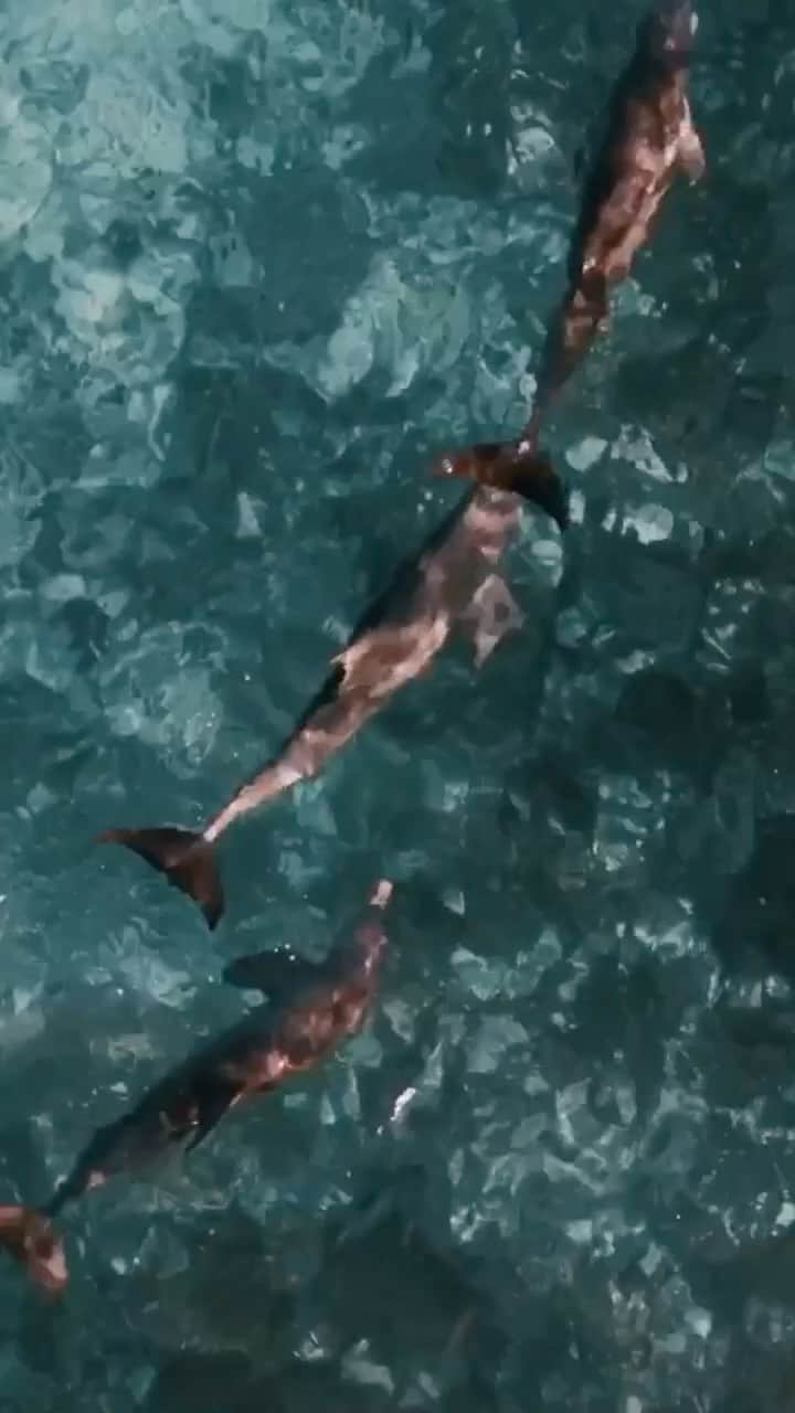 サシャ・カリスのインスタグラム：「Last years trip to Andros where we found a pod of dolphins 🐬 @jackbatesphotography @bahamasnationaltrust . Should I share more reels?」