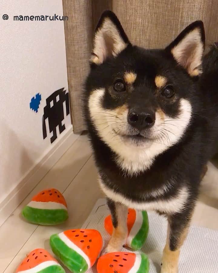 まめ丸のインスタグラム：「* * すいか🍉がおいしい季節だねー🐶💓 * I like watermelon🍉🐶💓 * #ぺろぺろぺろぺろ #ぼくもちょっとだけもらえたよ * #柴犬#豆柴#柴#黒柴#犬#いぬのきもち#shiba#shibainu#shibastagram#shibadog#puppy#instadog#dogstagram#dog#instashiba#petstagram#pet#cutepetclub#강아지#멍스타그램#doglover#ilovemydog#weeklyfluff」