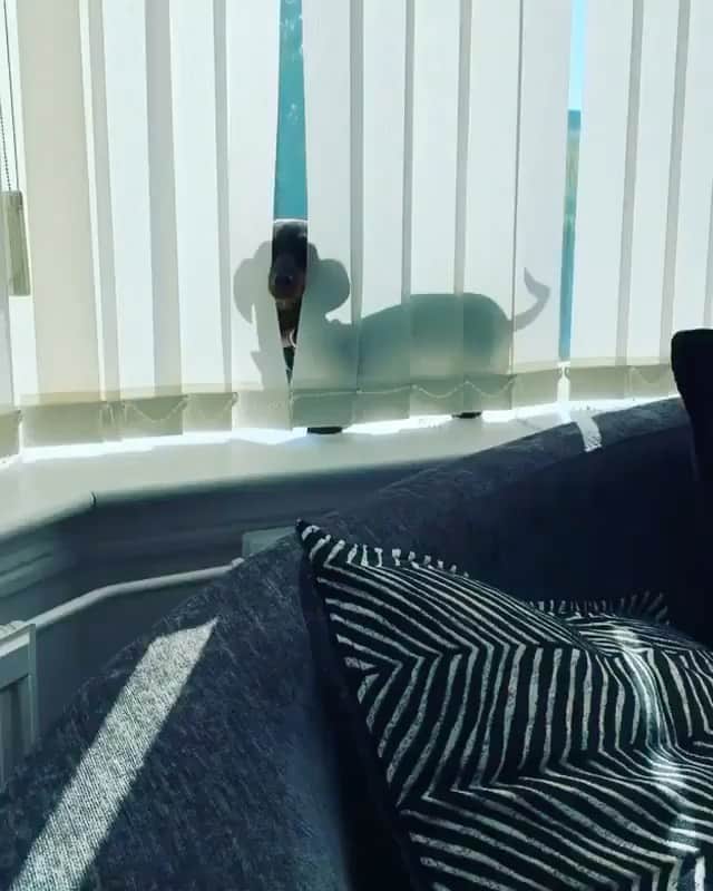 The Critter Havenのインスタグラム：「Vitamin D  Video by @minidachshundscotland  #TheCritterHaven」