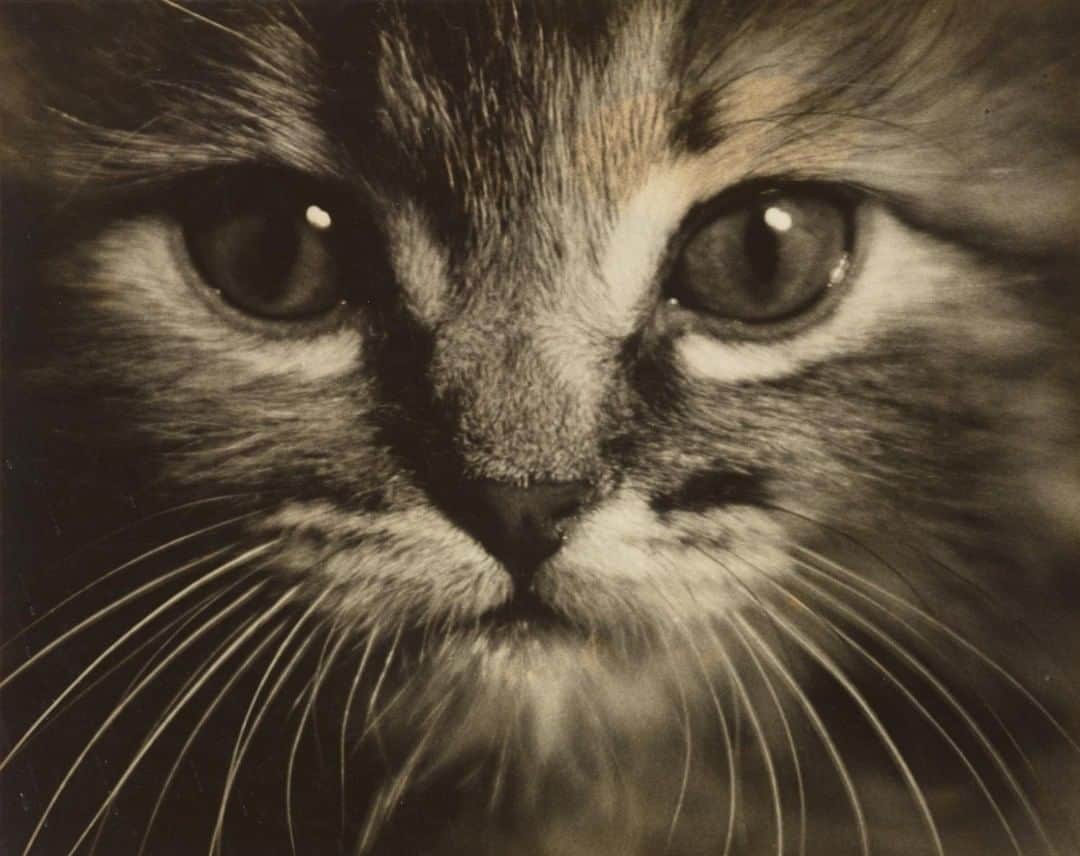 フィラデルフィア美術館さんのインスタグラム写真 - (フィラデルフィア美術館Instagram)「It’s a very special #Caturday today so be sure to give your favorite furry feline a hug and wish them a happy #InternationalCatDay. #CatsOfInstagram 🐱  "Glamourgirl (Cat)," around 1942–43, by Maya Deren」8月8日 23時29分 - philamuseum