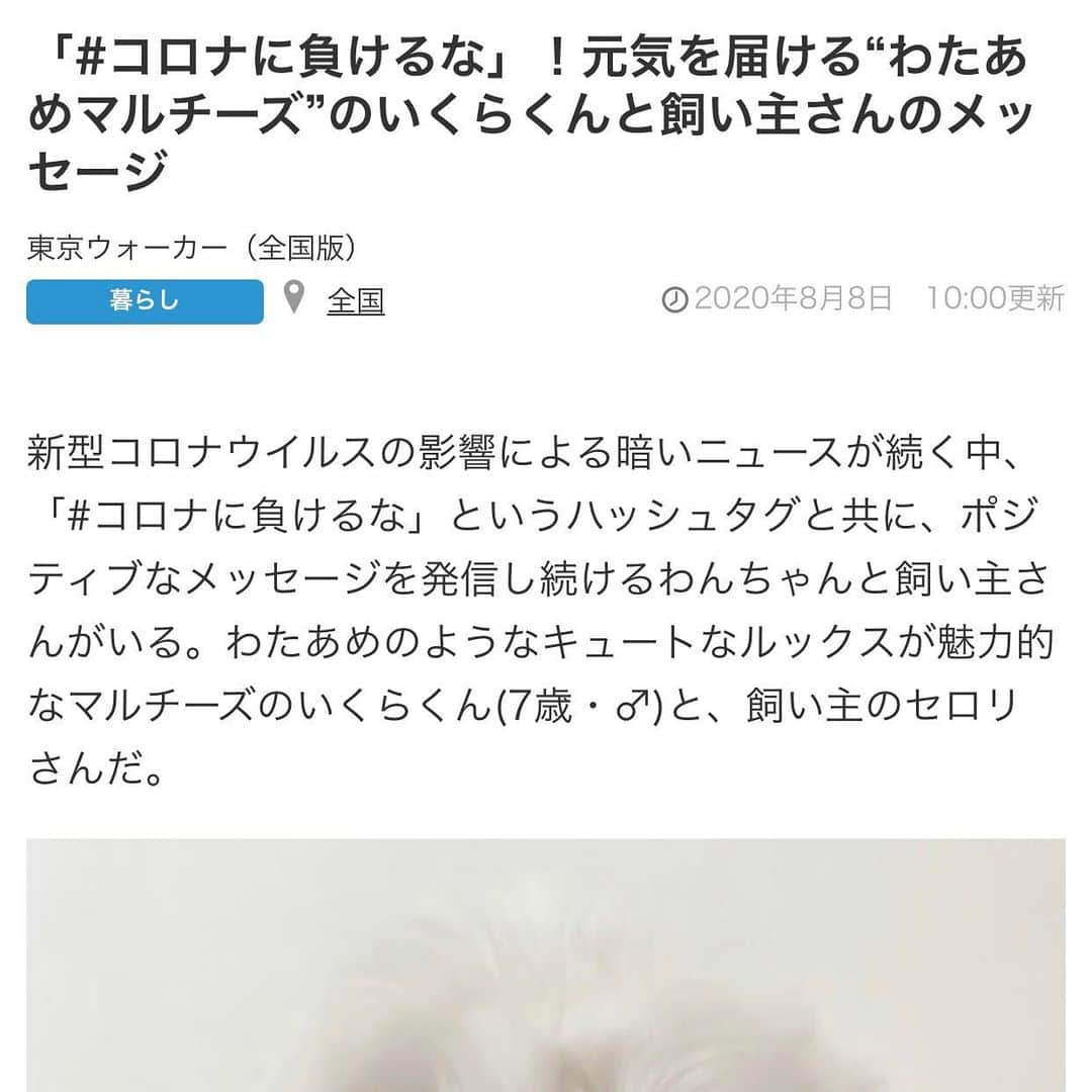 セロリのインスタグラム：「【ウォーカープラス】 いくらを紹介していただきました。 「ウォーカープラスの記事、見たよ」と、たくさんのお声をいただき本当にありがとうございます。 いくらの犬生の中で記念になる出来事となりました。 記念に文章の部分だけスクショしました(笑) 最後の動画は、記事をゆっくりスクロールしたものです。 ウォーカープラス様、このたびはお声をかけていただき、ありがとうございました。 そして、フォロワーの皆様、いつも見ていただいて、ありがとうございます。 #ウォーカープラス #maltese #マルチーズ #コロナに負けるな」