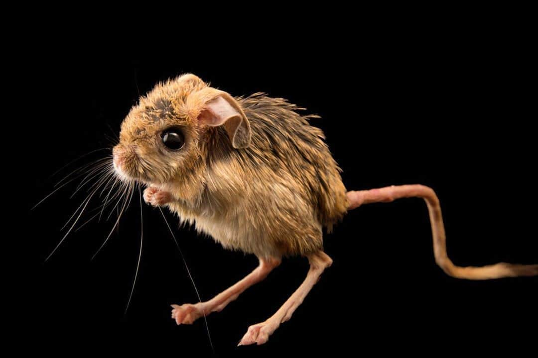 Joel Sartoreさんのインスタグラム写真 - (Joel SartoreInstagram)「This shy looking rodent is a five-toed jerboa @moscow_zoo_official. This species uses its impressively long hind limbs to travel throughout its homerange, covering distances of up to three meters in a single bound. Nocturnal in nature, the jerboa burrows into the ground during the day, emerging at night to find food. Feeding mainly on seeds, insects, and succulent plants, this species does not require water sources in the wild as it obtains adequate hydration from its food. #jerboa #rodent #bigfoot #cute #jumping #PhotoArk #savetogether」8月8日 23時43分 - joelsartore