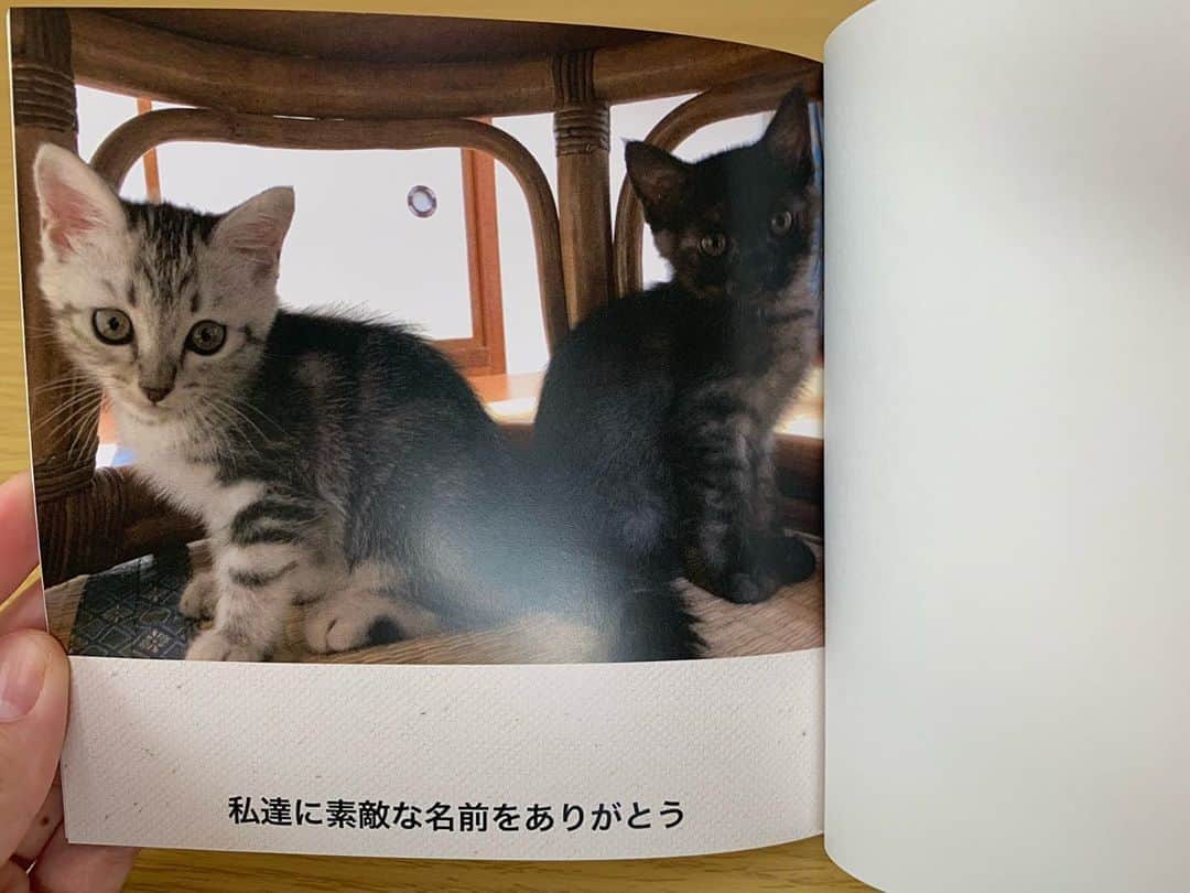 かこさんのインスタグラム写真 - (かこInstagram)「視聴者さんからのプレゼント😭✨ 10万人の銀の盾がまだ届いてなくて、そしたら作ってくださって😭💓クリスタルー！！！輝きが違う😭病で飾った。そして、私達が名前をつけさせて頂いた双子の猫ちゃんがいまして🐱🐱ミアちゃんミロちゃんの素敵な写真集が届きました☺️💓嬉しすぎて前髪ハゲてますがもっとハゲマシタ🐒❤️ 台湾の視聴者さんからお菓子とドライフルーツ✨大好きなドライマンゴー🥭いつも丁寧に説明の付箋を付けて下さって本当に優しい視聴者さん😭❤️そして台湾語で『満腹』という意味がある丼を頂きました☺️💓それに台湾ビールのコップ☺️💓可愛すぎる😭💓 アメリカなロサンゼルスに住んでいらっしゃる視聴者さんから！！お寿司のバースデーカードすごい😭💓アメリカのUNIQLOのTシャツ🇺🇸エコバックもめちゃくちゃ可愛い😭❤️もう鞄に入れた！！笑 バースデーガーランド🐱❤️スタバのカードもありがとうございます😭💓 皆様素敵なプレゼントをありがとうございます🙇🏻✨ #感謝永遠に #天使のミアミロちゃん #台湾 #ユニクロ #スタバ #スターバックス」8月8日 23時45分 - harapeko__kako