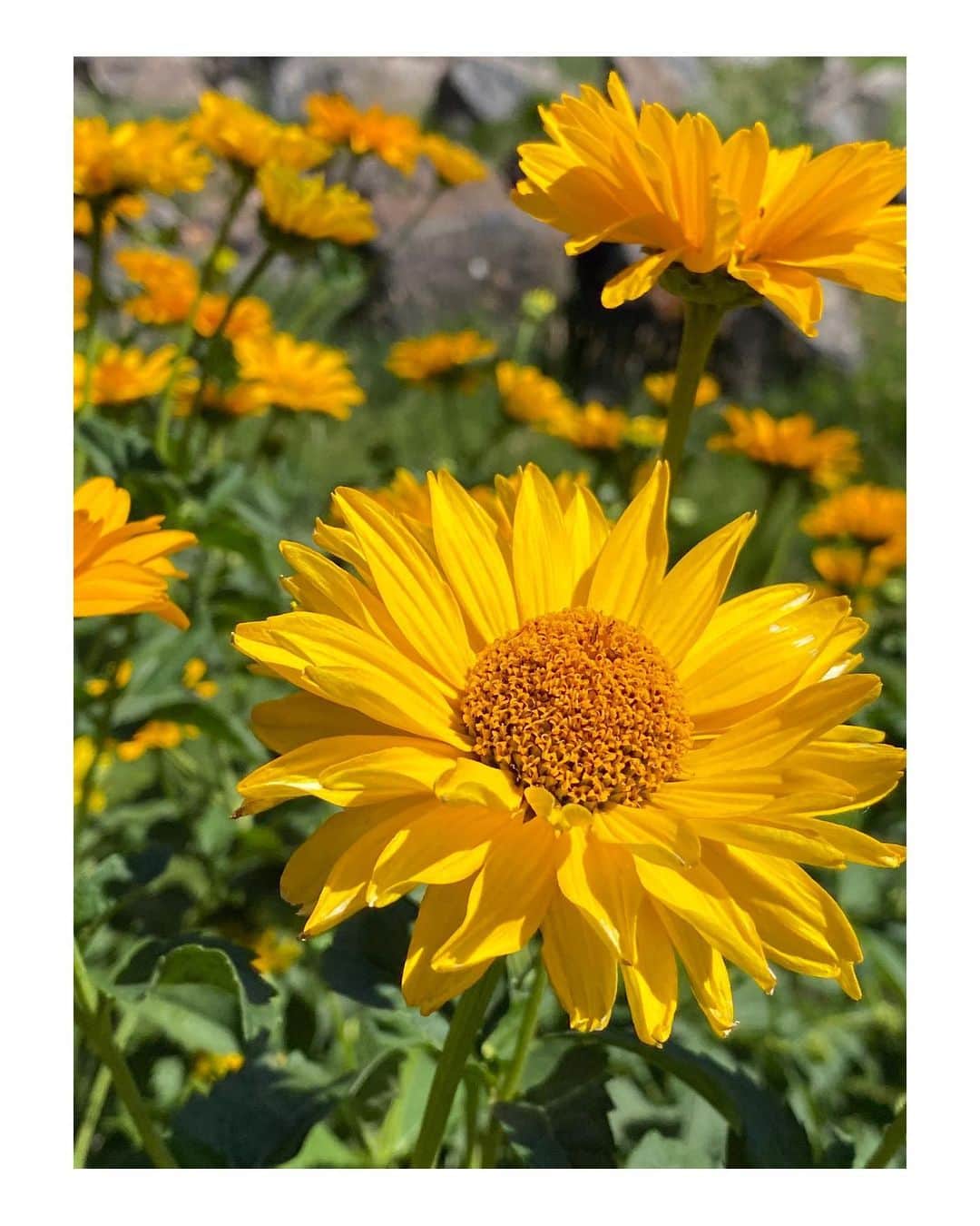 ジェニー・ガースさんのインスタグラム写真 - (ジェニー・ガースInstagram)「Happy Saturday🌼  Hope you all have a good weekend😘 Please don’t kill the 🐝 🐝 🐝! #weekend #bees #flowers」8月8日 23時58分 - jenniegarth