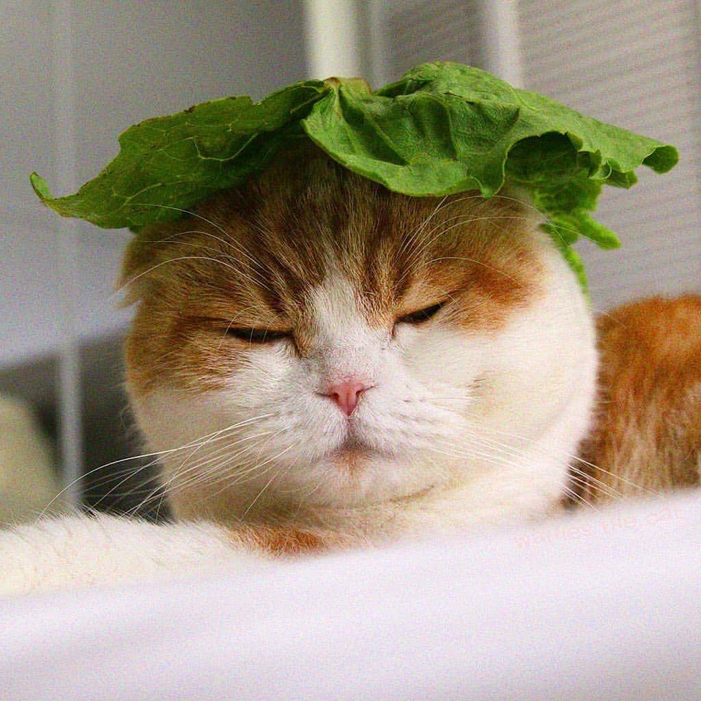 SHEINさんのインスタグラム写真 - (SHEINInstagram)「Lettuce be grateful for all the blessings in our lives 🌈 @waffles_the_cat #internationalcatday」8月8日 23時59分 - sheinofficial
