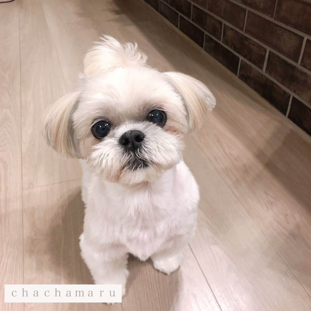 福田多希子さんのインスタグラム写真 - (福田多希子Instagram)「ちゃちゃまるトリミング🐶✂️ またまたシーズー友達の @paws_poco ポコちゃんをイメージしてカットして頂きました♡ 手足長め🐶  #シーズー #シーズー大好き部 #5ミリ #トリミング」8月8日 23時51分 - yomeponta