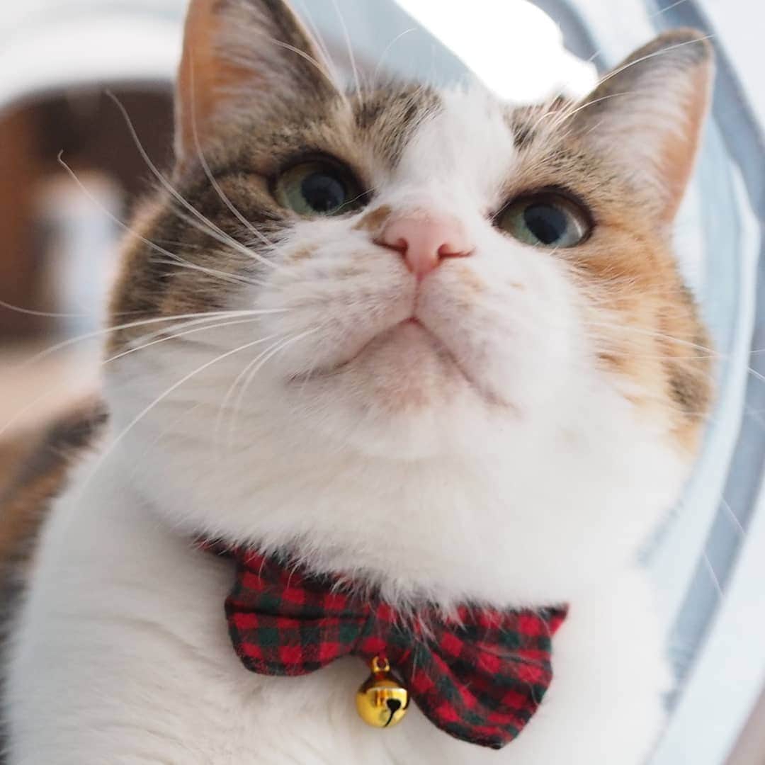のインスタグラム：「2020/08/08 #世界猫の日 おめでとう❤️ * #worldcatday #internationalcatday #cat #catsofinstagram #instacat #calico  #weeklyfluff #excellent_cats #bestmeow #猫 #三毛猫 #ふわもこ部 #ブヒブヒ倶楽部・#あご肉部 マネージャー #IGersJP #eclatcat #ペコねこ部 #スタペグラム #猫びよりプラス #nyancon01 #sippo #朝ワンコタニャンコ #シブにゃん隊over10」