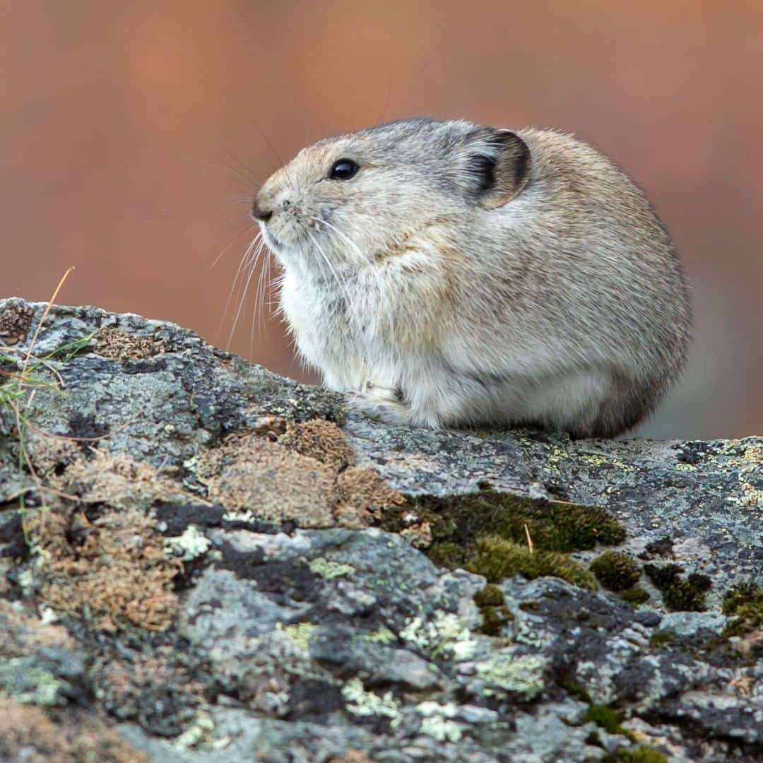 アメリカ内務省さんのインスタグラム写真 - (アメリカ内務省Instagram)「Often heard but not seen, #pika sing out with what sounds like a squeaky and adorable "meep." Related to rabbits but resembling a hamster, you may hear them as you hike in higher elevations on western mountains near rock piles. In late summer, pika will gather mouthfuls of vegetation to build "haystacks" for winter food and defend them vigorously. This pika was spotted at Denali National Park and Preserve in #Alaska along the Savage River Loop Trail, resting on the top of a rock. Have you ever seen this #mountain #floof? Photo of a pika @denalinps by David Turko (@davidturkophotography) (www.sharetheexperience.org). #UsInterior #cuteanimals」8月9日 0時00分 - usinterior