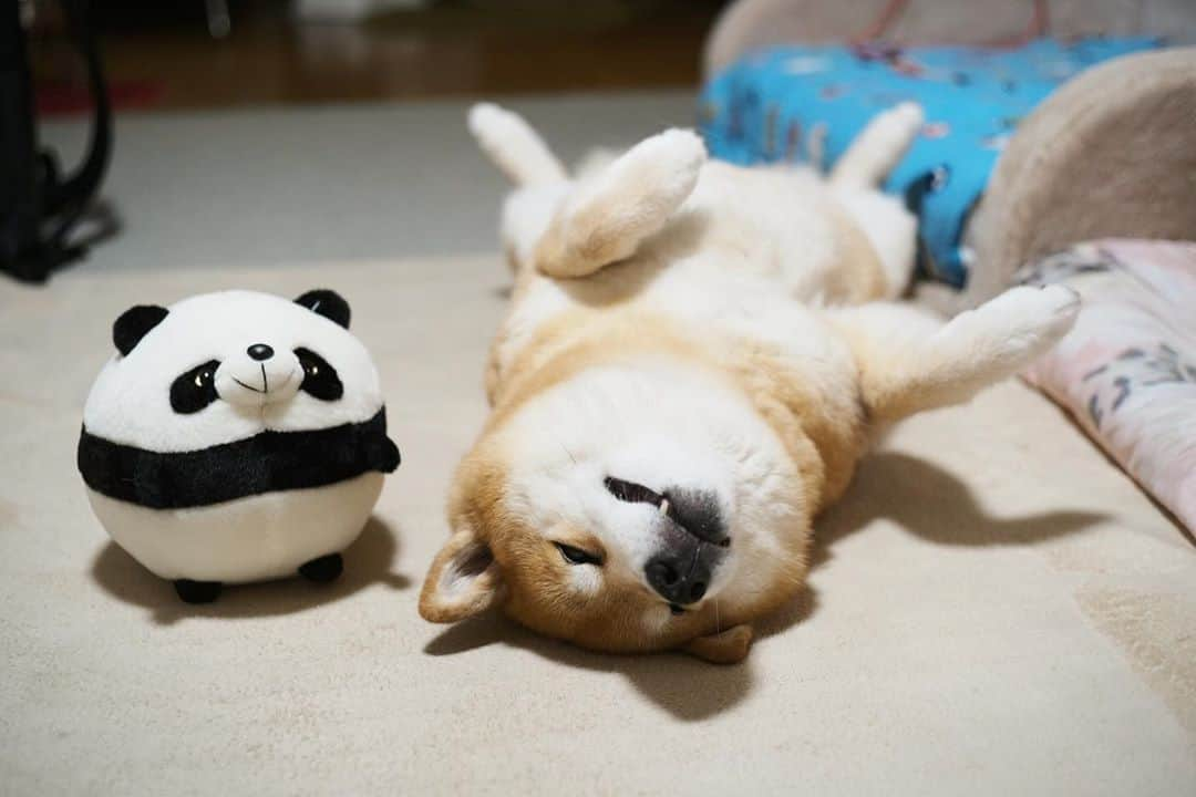 まる（まるたろう）さんのインスタグラム写真 - (まる（まるたろう）Instagram)「Good night!✨🐶🐼💤✨パンダさんもごろんしてごらん #気持ちいいんだから #背中が暑くなったら今度は裏返し #横とかね #しゅげーっしょ #これまるが考えたの」8月9日 0時28分 - marutaro