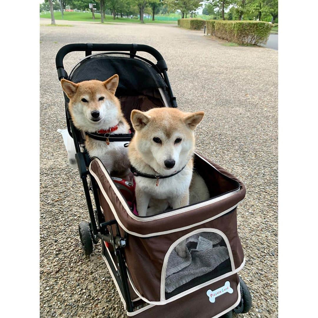 linnmamaさんのインスタグラム写真 - (linnmamaInstagram)「夕方散歩は川沿いの緑地公園へ🚙〜実は昨日、次朗も一緒に行ったんだけど、突然の雷雨⚡️で残念ながら撤収😰〜また、行きます❤️〜①こちらは今日の夕方〜純、芝生の上は歩きます🐾〜お仕事💩済んだらカート🛒で移動〜②帰り道、乗客が増えました😍〜③一昨日のスケーリング(歯石取り)の結果、真っ白ピカピカ✨になりました😍〜もちろん抜歯とかもありませんでした😊〜④傷口が治りかけて痒いのか気にするので、家にあったソフトなエリカラ装着、「ひまわり娘」(昭和の昔、そういう歌、あったよねぇ)になりました🌻〜＊ ＊ ＊  #柴犬#dog#柴犬凜の勇気凜々everyday#shibastagram#stayhome #写活」8月9日 0時39分 - linnmama