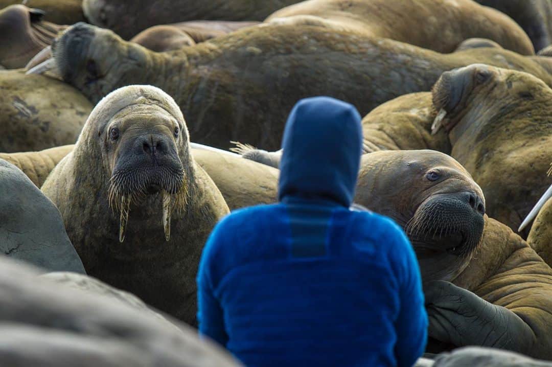 Cory Richardsさんのインスタグラム写真 - (Cory RichardsInstagram)「What feeling do you think this image invokes?  For myself, this image represents empathy. For a brief moment, a walrus gazes deep into the eyes of a human as the human stares back at the unfamiliar creature that stands before him. In that moment, there is no man, there is no animal, just two beings sharing a momentary insight into each other.   Moments like these are ones that a photographer can only dream to capture. I’m forever grateful to have had the opportunity to witness such beauty. Shot by @andy_mann #onassigment for @natgeo in Franz Joseph Land.」8月9日 0時48分 - coryrichards