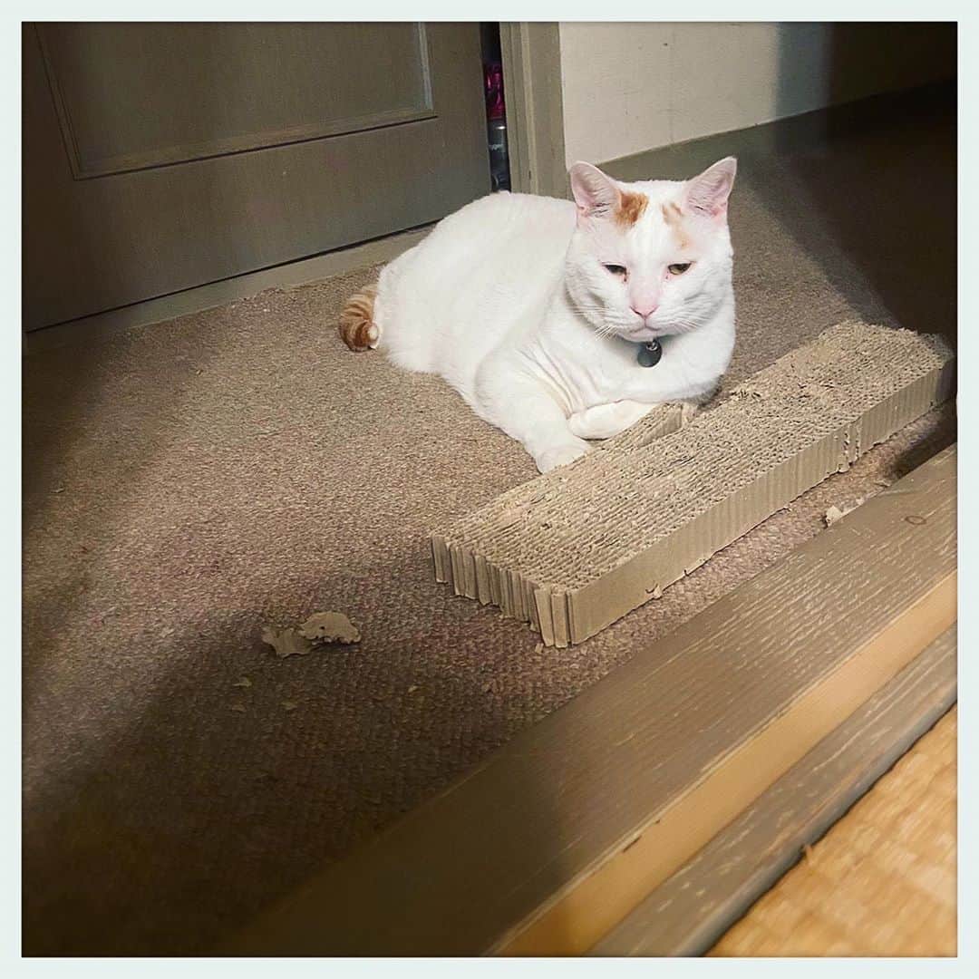 kumikoのインスタグラム：「一仕事やり切ったお方。 オレ様にかかればチョロイもんよ👍」