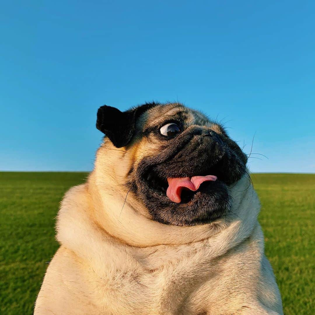 itsdougthepugさんのインスタグラム写真 - (itsdougthepugInstagram)「“‪When ur in the middle of nowhere and the hunger starts setting in‬” -Doug」8月9日 1時02分 - itsdougthepug