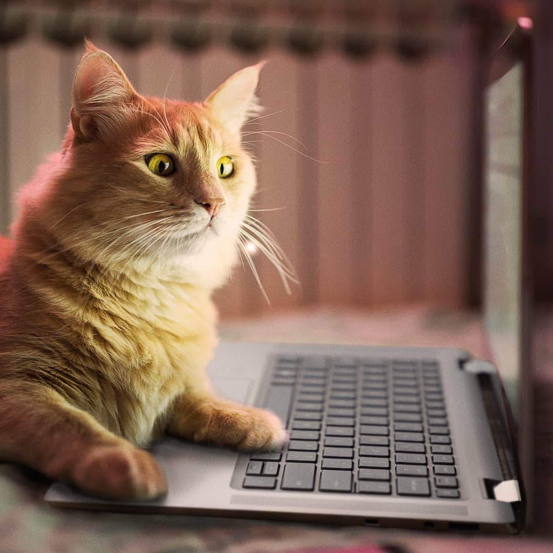 インテルさんのインスタグラム写真 - (インテルInstagram)「When the center of your attention has all the hardware 💻 and software 🐱 #InternationalCatDay🐾 #CatsAtWork #CatDay」8月9日 1時04分 - intel
