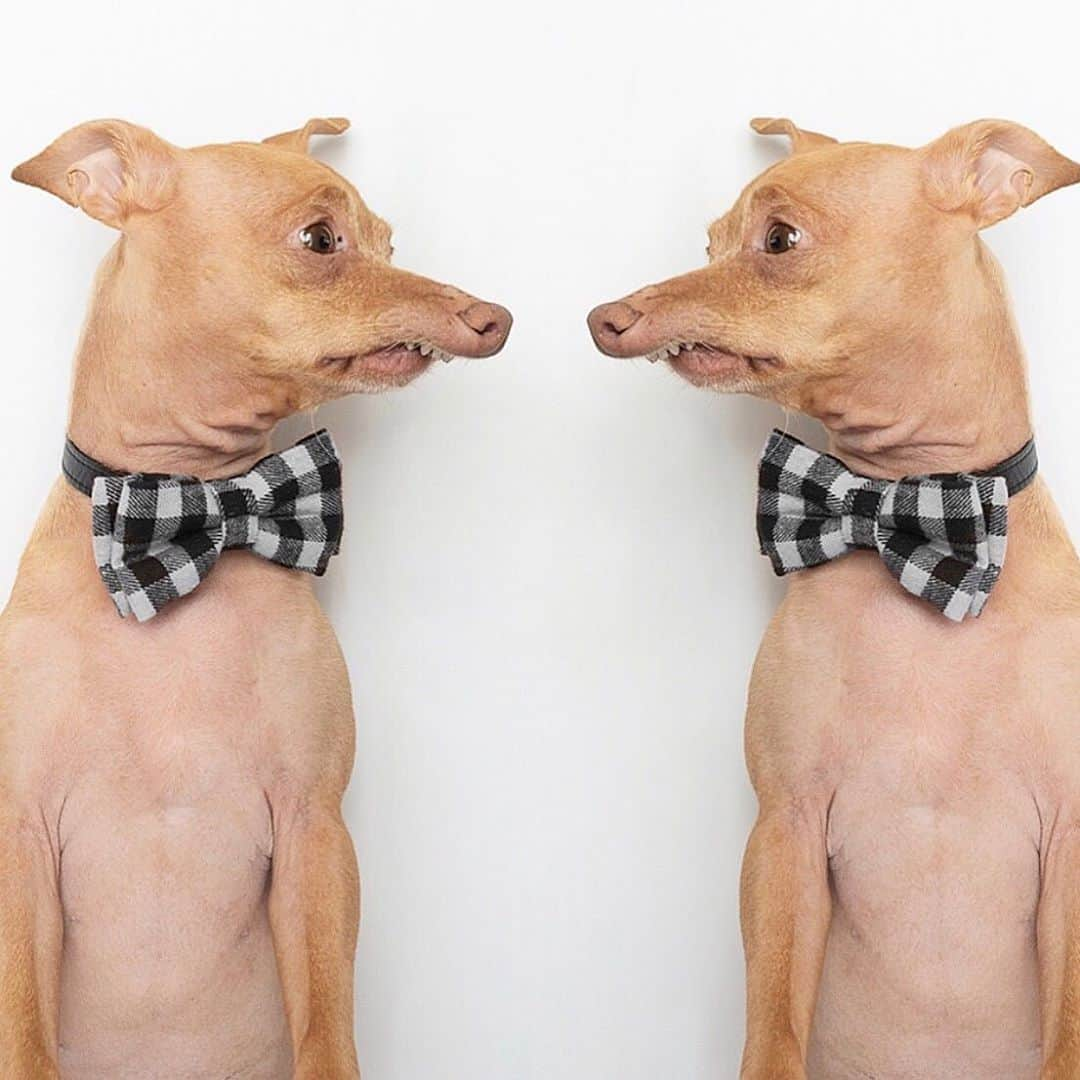 Tuna {breed:chiweenie} さんのインスタグラム写真 - (Tuna {breed:chiweenie} Instagram)「How great would it be if he was a twin? Now take a minute to really let that sink in. #nationaltwinweekend」8月9日 1時10分 - tunameltsmyheart