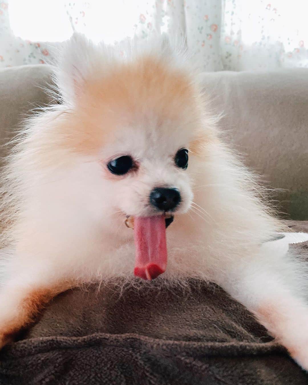 r_oseのインスタグラム：「The longest tongue of all 🐰〰️」