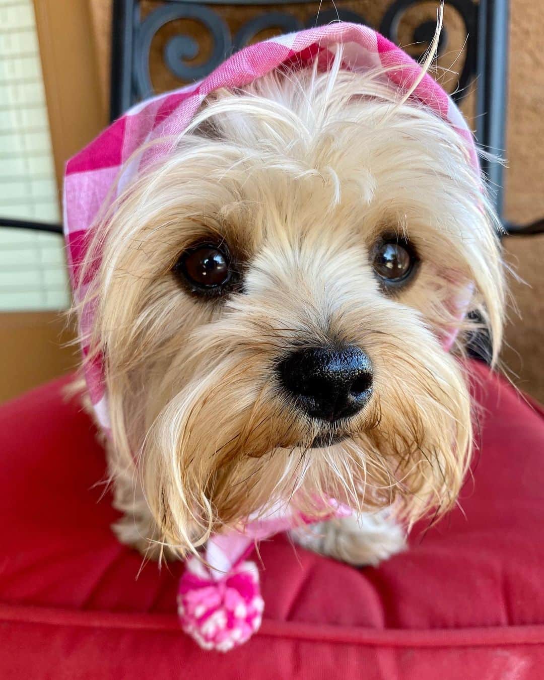 さんのインスタグラム写真 - (Instagram)「Allie 💭 Does this scarf make my nose look big?! 😳🤔💕🤨😂🙈🙄♥️😏#DogScarf #DogHeadshot」8月9日 1時43分 - happyyorkiefamily