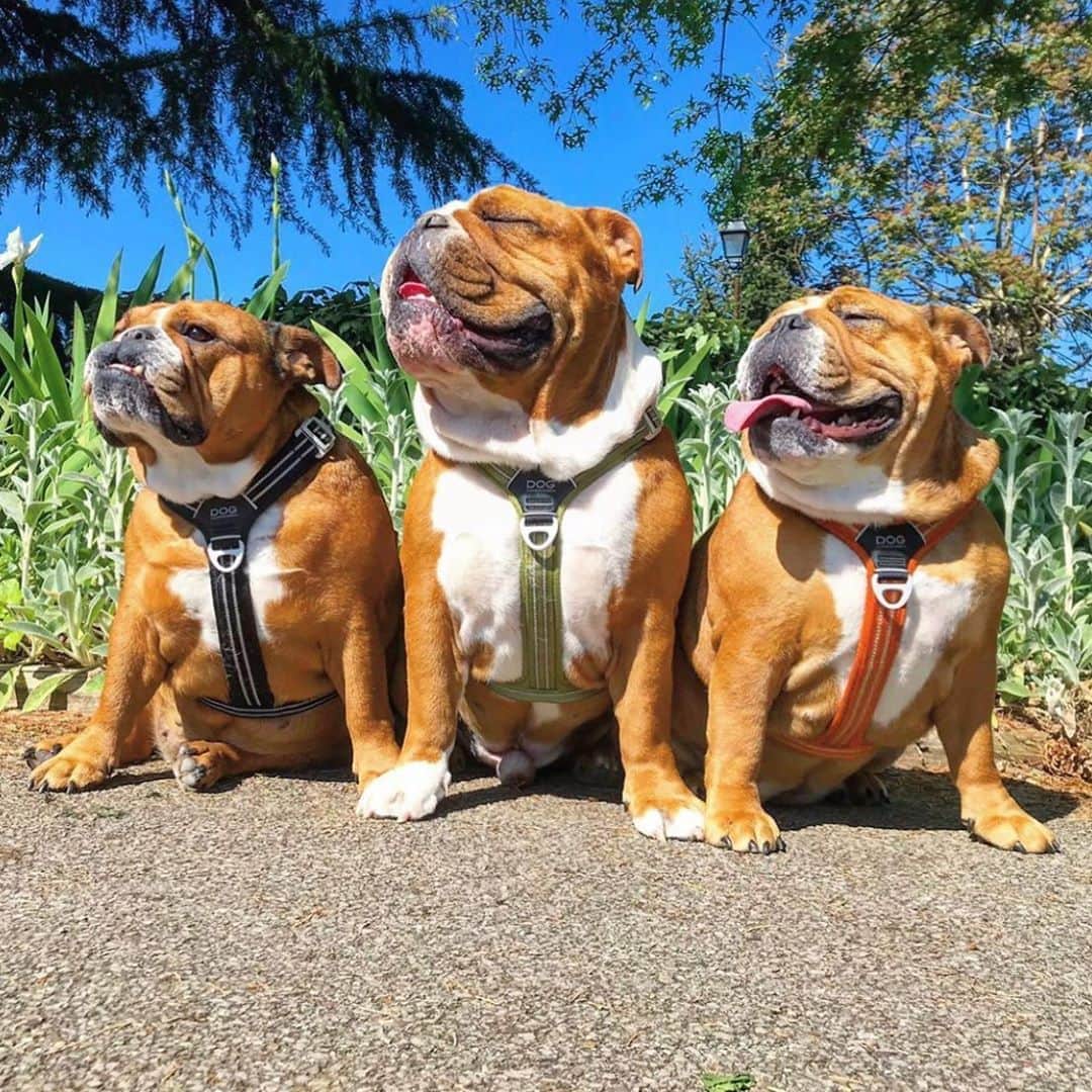 Bodhi & Butters & Bubbahのインスタグラム：「That’s right, it’s the weekend bisch 💁🏼‍♀️  . . . . . . #bulldog #fetch #cool #dog #gang #best #crew #around #summer #sunshine #cute #puppy #love #dogmom #life #smile #dogsofinstagram #bestoftheday 💗 @diary_of_prunelle」