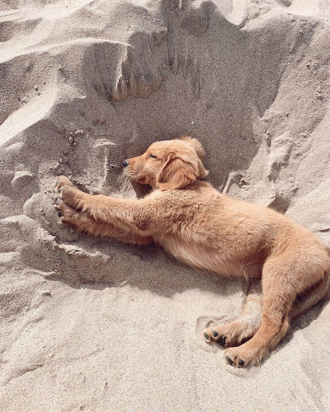 マリーナ・ラスウィックさんのインスタグラム写真 - (マリーナ・ラスウィックInstagram)「Hope your weekend is as relaxing as @riley.thegoldengirl is at the beach🤍」8月9日 2時17分 - marooshk