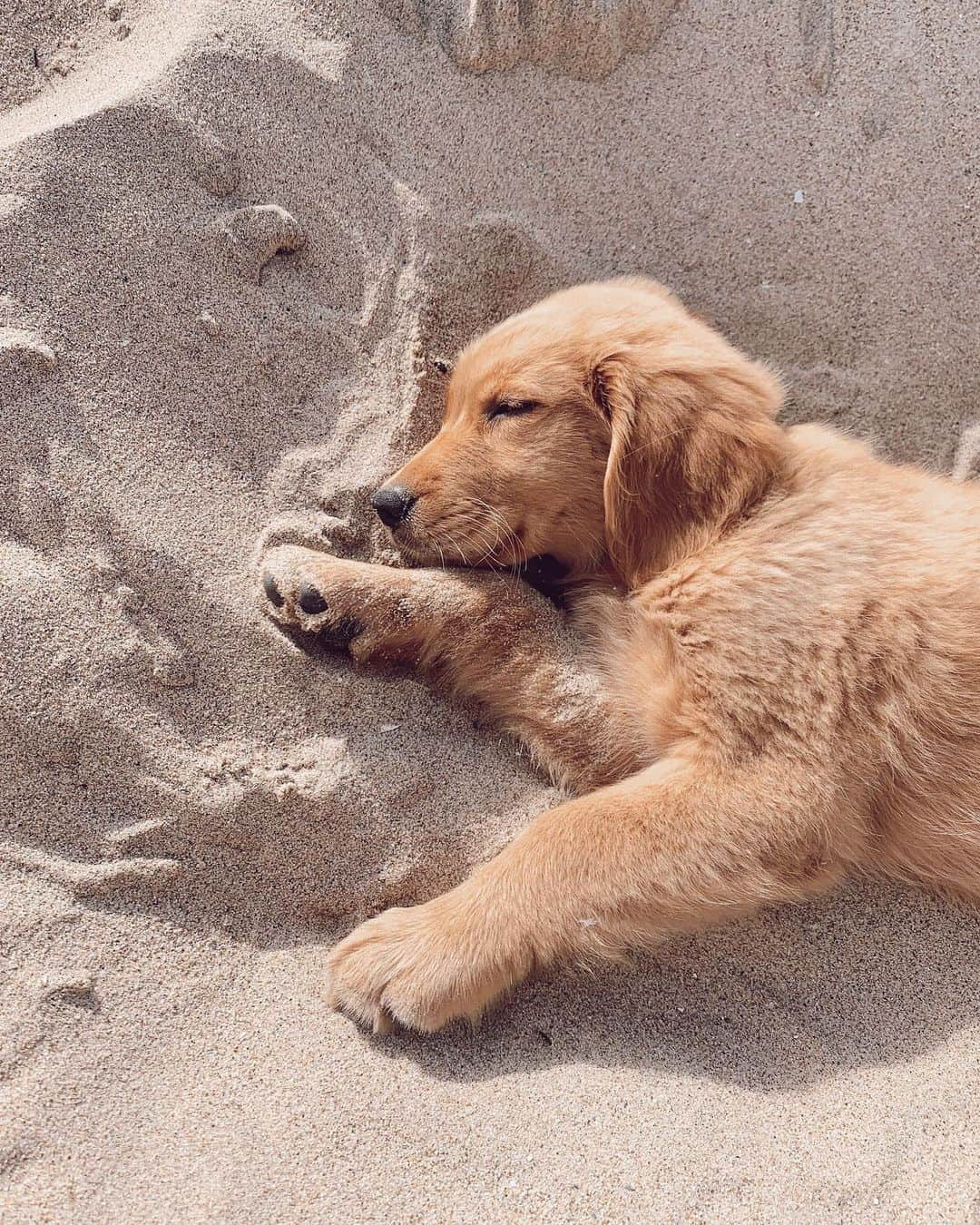 マリーナ・ラスウィックさんのインスタグラム写真 - (マリーナ・ラスウィックInstagram)「Hope your weekend is as relaxing as @riley.thegoldengirl is at the beach🤍」8月9日 2時17分 - marooshk