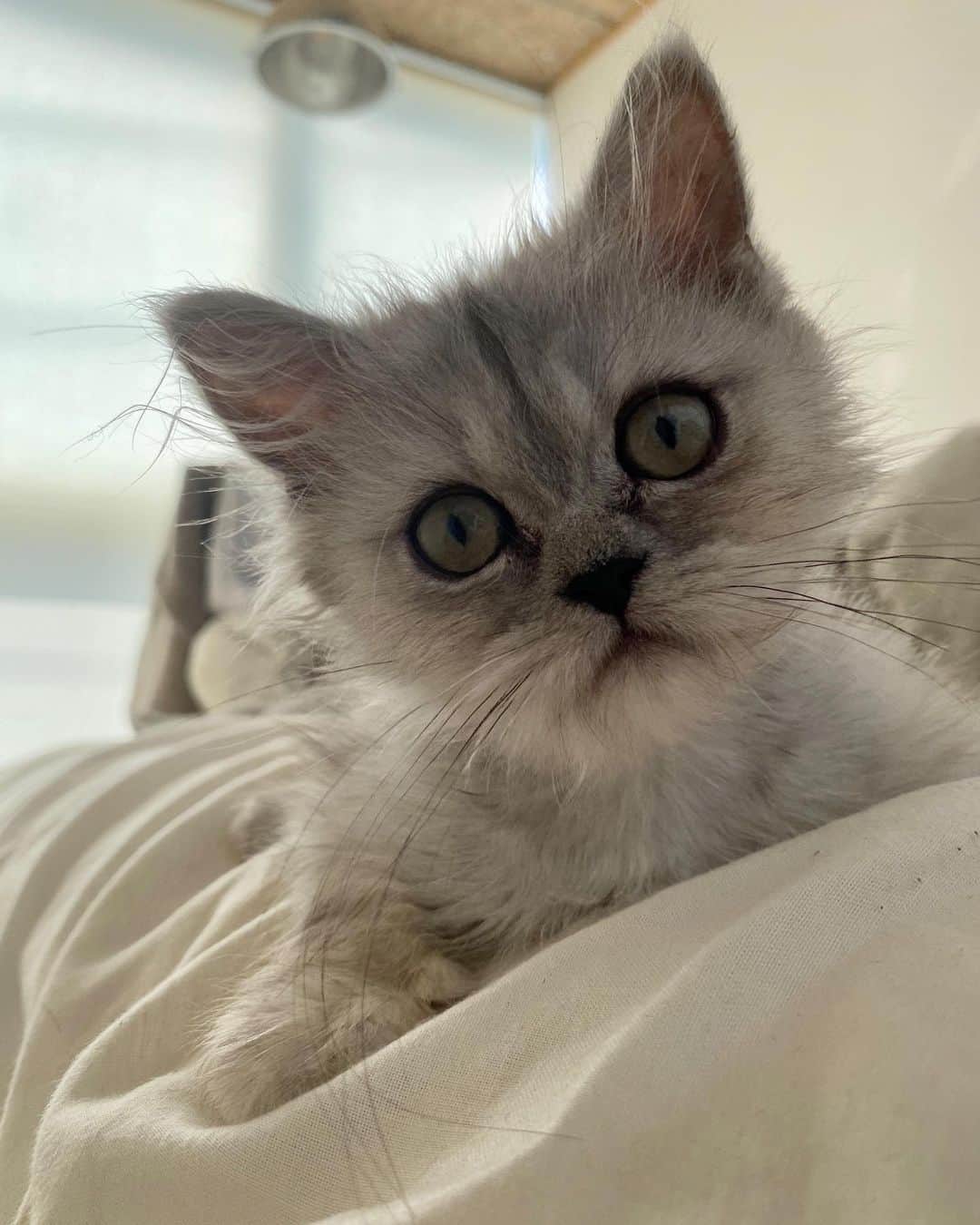 安部ニコルのインスタグラム：「新しい私達の家族、"ハウル"です🐈✨  実はハウルは保護猫さん。ペットショップのウィンドウに並ぶはずだったんだけど、途中で首振りが見られ神経異常との事で、処分対象になってしまったところを @dogrescue_anella さんが保護してくれて、私達は出会う事が出来ました！  神経障害があるといっても、今はとても元気で甘えん坊！！抱っこが大好きで犬みたいな猫さんです(*´ω`*)💕笑 性格も優しくて本当にいい子☘  アネラさんがギリギリで助けてくれたみたいで、最初は体もすごく汚れていて頭の毛は少しハゲちゃってたみたいです…(そんな姿でもハウルはきっと可愛い) そんな環境で辛い思いをしてたんだろうなと思うと、、、  きっと今も家族を必要としている子達がたくさん居ると思うから、動物さんを家族として迎え入れたいなと考えている方は、ペットショップやブリーダーさんの前に、まずは保護犬猫に目を向けてみてください🤲🏻 可愛い子沢山居ますよ✨  ハウルを保護してくれた @dogrescue_anella さんにも、今もお迎えを待っている可愛子ちゃんがいっぱい🐶🐱💓  ちなみに私はインスタでハウルを見かけて一目惚れして、LINEでお問い合わせして譲渡までいきつきました！ 気になる子がいたら、皆さんもLINEしてみてください💌  ハウルに出逢わせてくれたアネラさんにはとても感謝しています✨ありがとうございます☺️  ハウルへ 幸せだと思ってもらえるように、日々あなたに尽くします！笑 家族3人、これから沢山の思い出を一緒に作っていきましょう💪🏼🥰  #保護猫 #ペルシャ猫  #チンチラシルバー  #猫のいる暮らし」