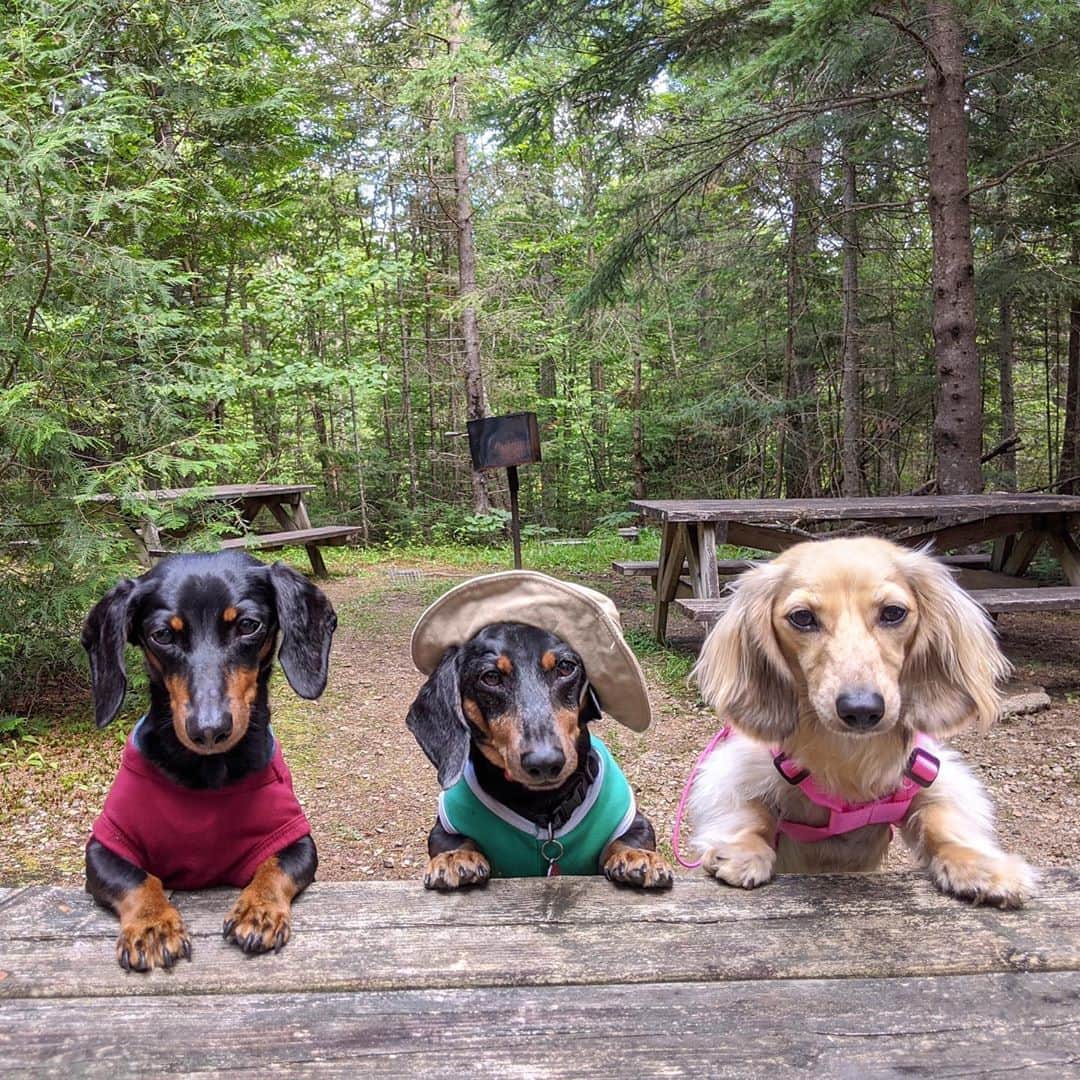 Crusoe the Celebrity Dachshundのインスタグラム：「“Wait a minute.. which one of us was supposed to grab the lunch box?!” ~ Crusoe」